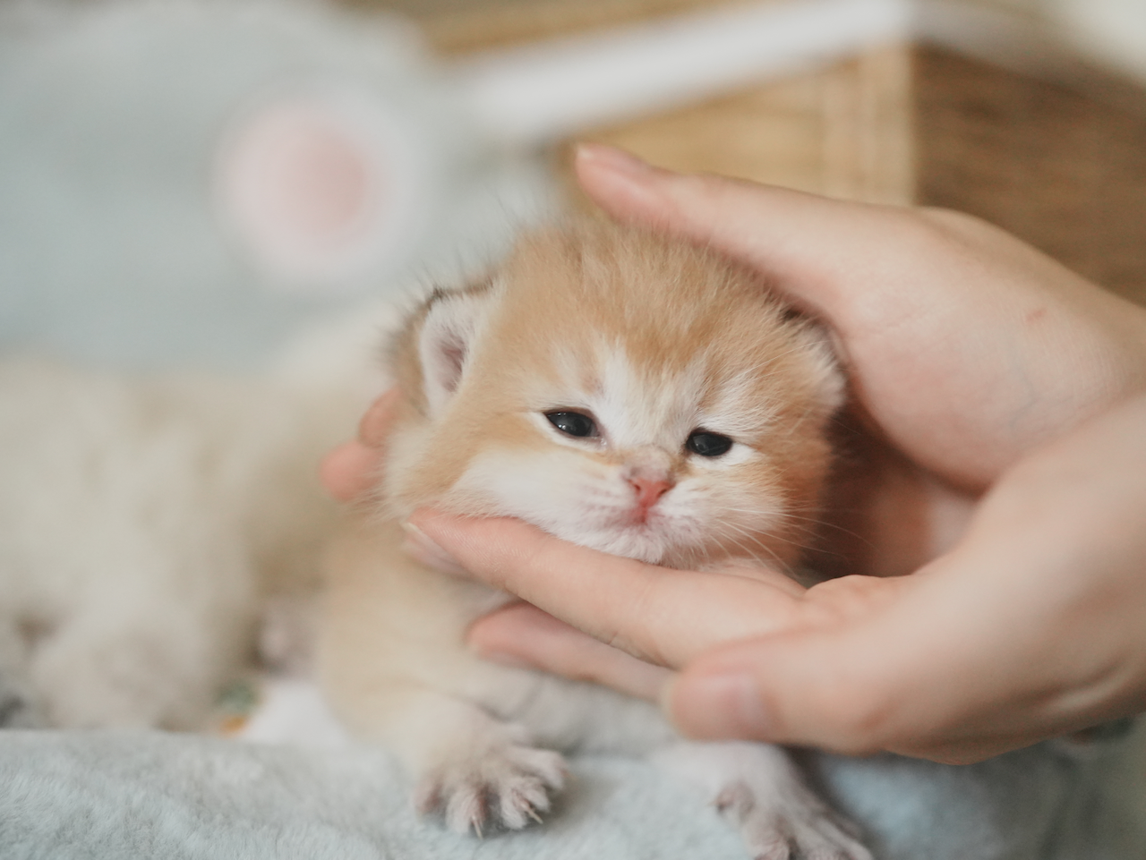 Anna's New Born Kittens - Open For Waiting List - British Shorthair for sale & British Longhair Kittens for sale