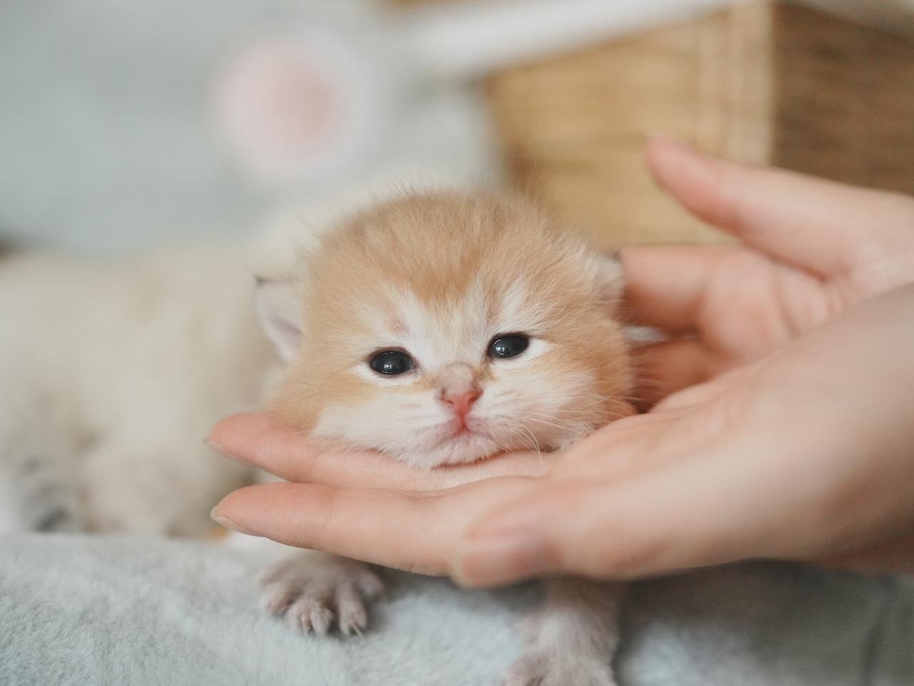 Anna's New Born Kittens - Open For Waiting List - British Shorthair for sale & British Longhair Kittens for sale