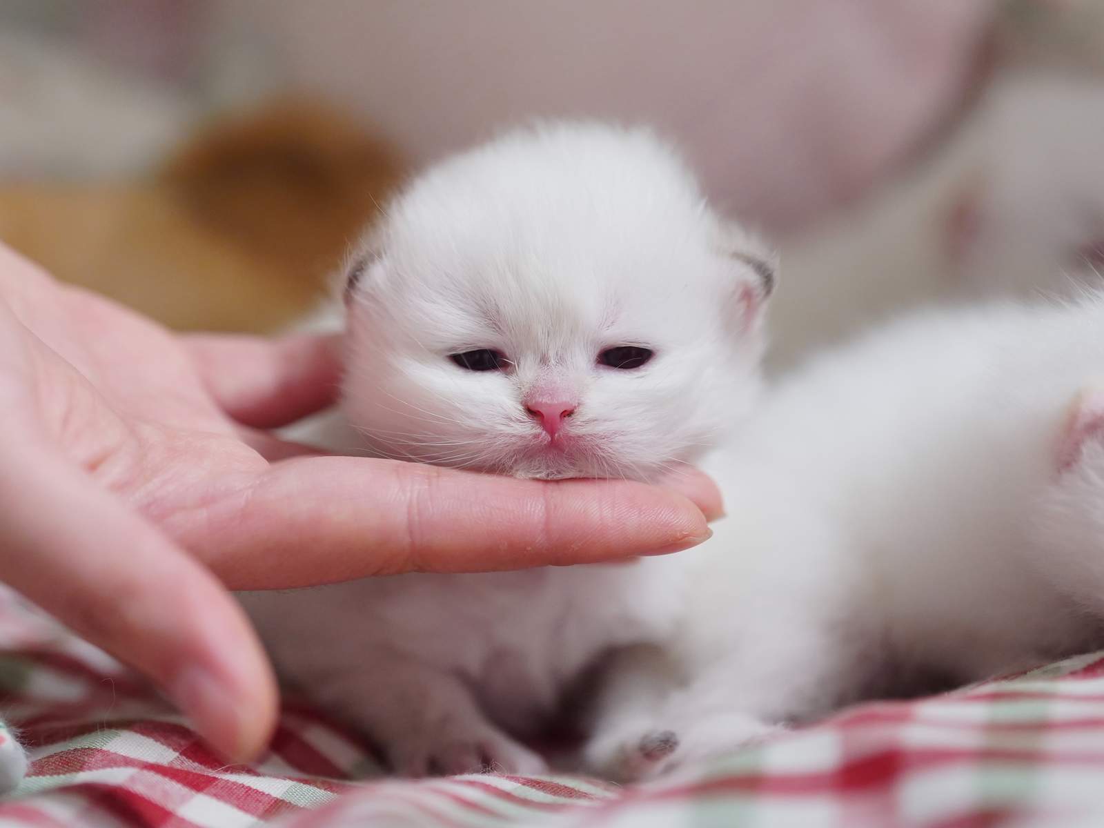 Adorable and Breed-Quality Kittens From Gwen - British Shorthair for sale & British Longhair Kittens for sale
