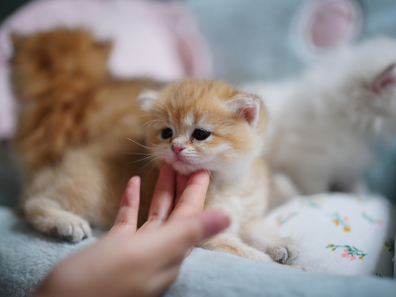 Anna's New Born Kittens - Open For Waiting List - British Shorthair for sale & British Longhair Kittens for sale