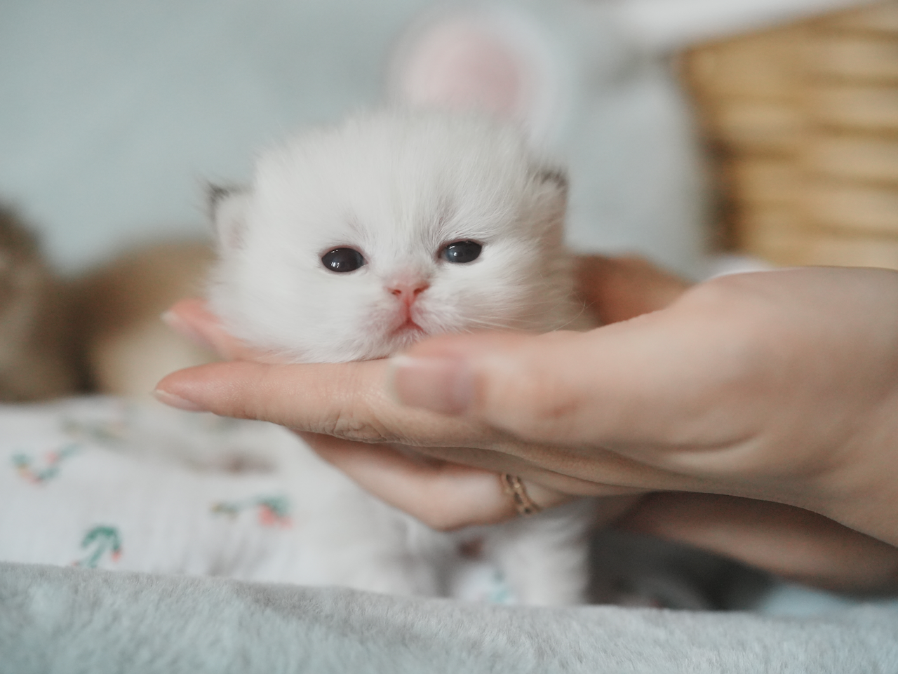 Anna's New Born Kittens - Open For Waiting List - British Shorthair for sale & British Longhair Kittens for sale