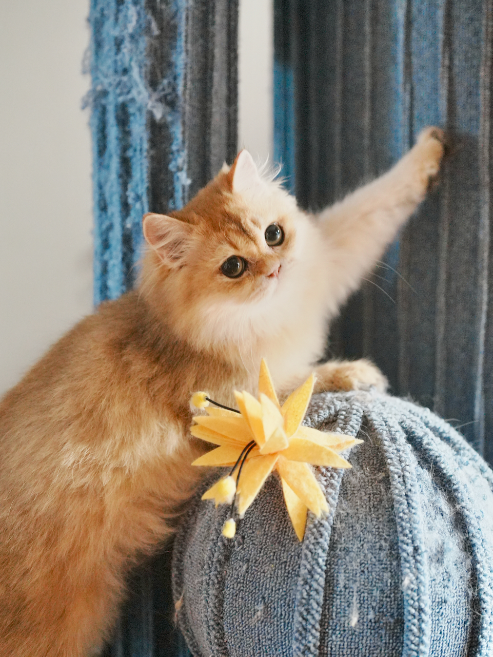cats for sale ontario