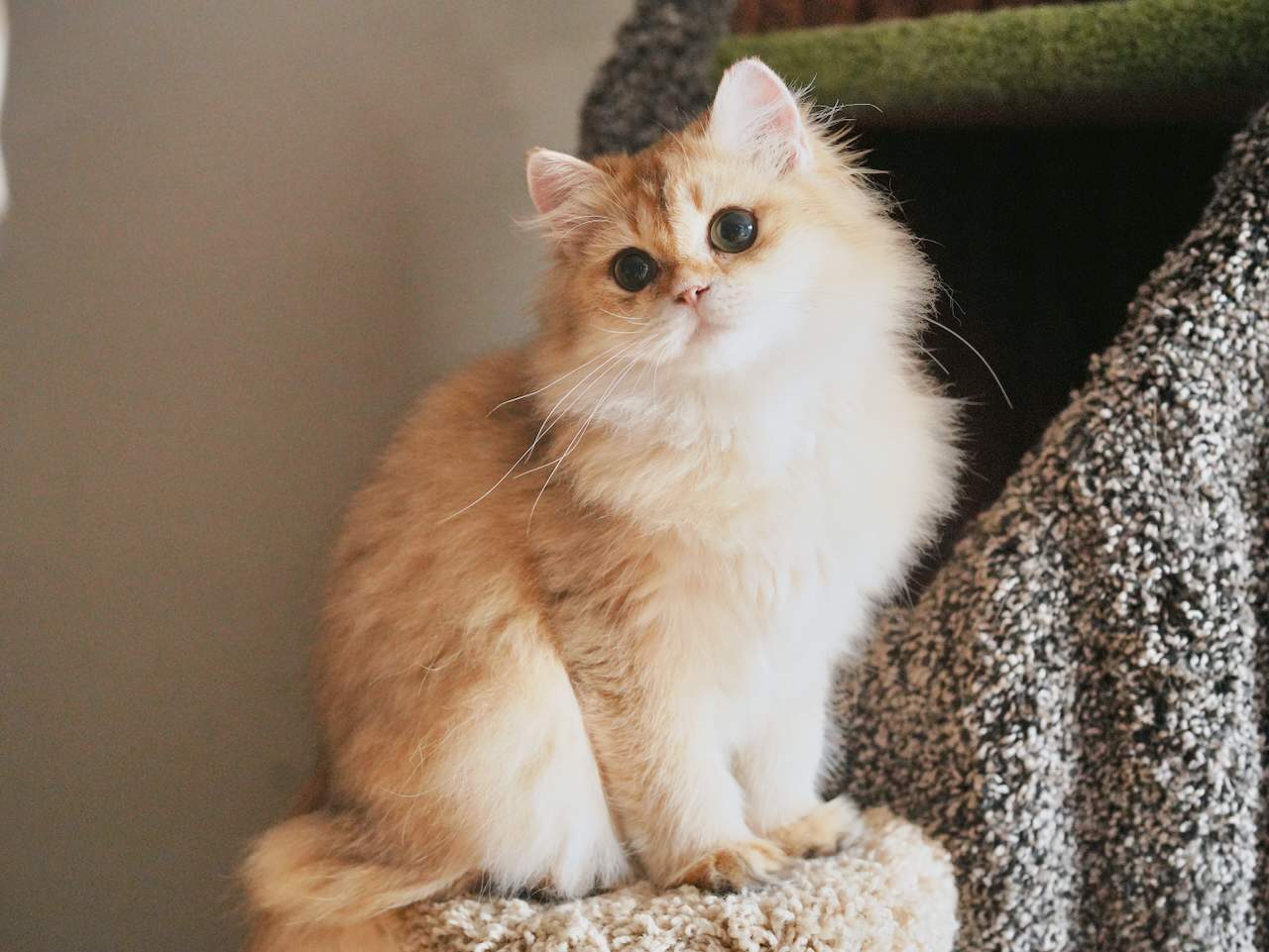 kittens for sale in toronto ontario