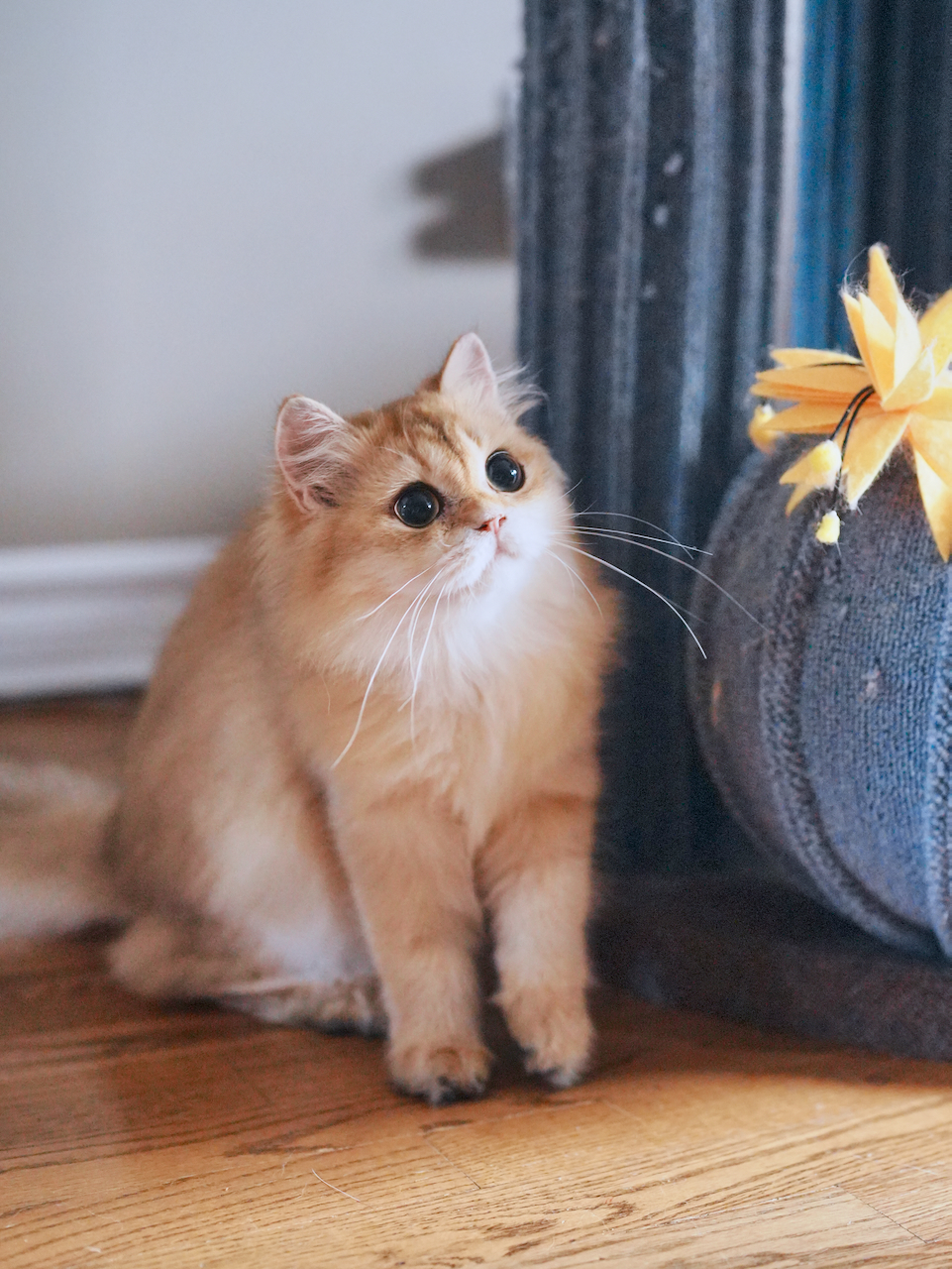 cats for sale ontario