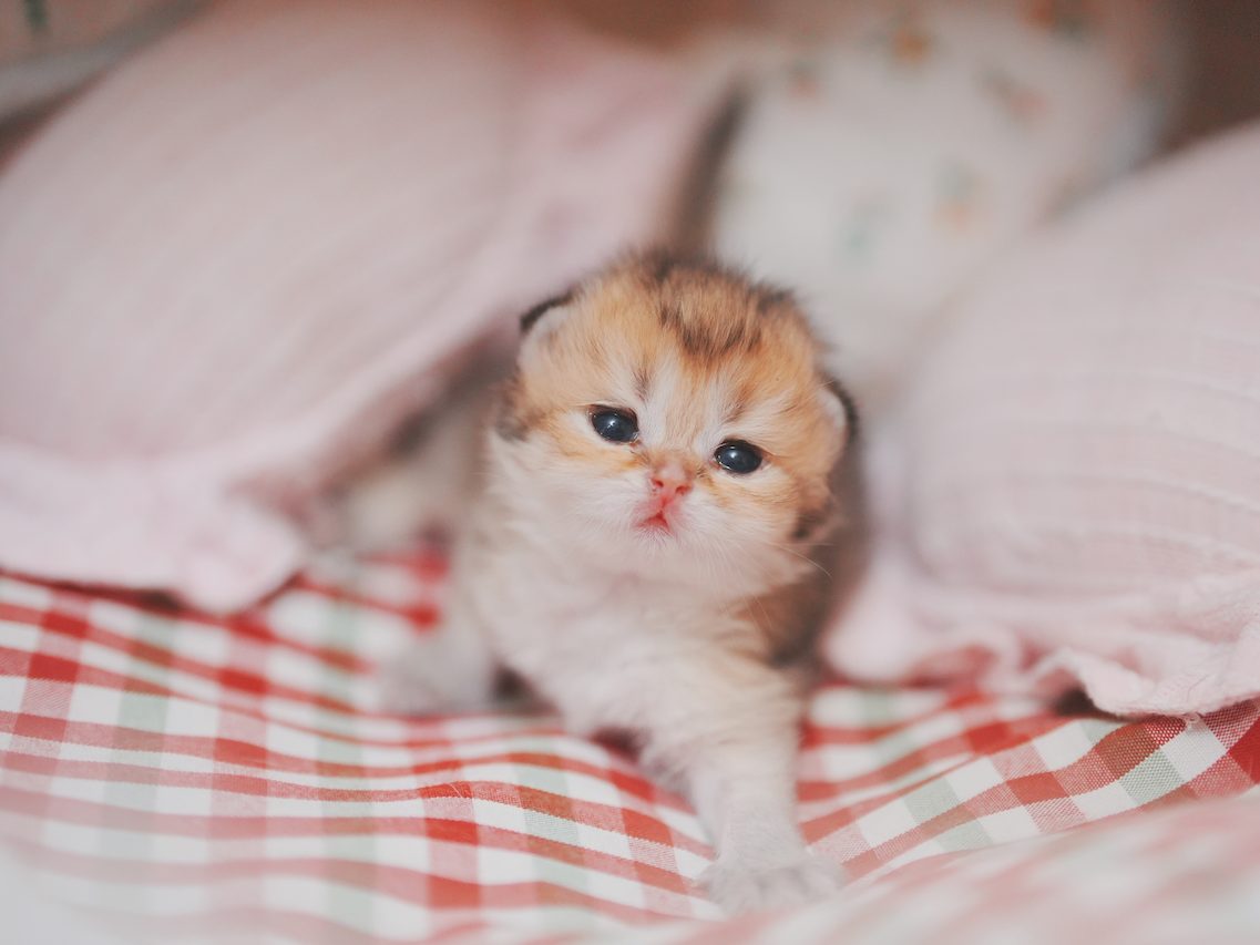 Golden Shaded British Longhair Boy From Sybil - British Shorthair for sale & British Longhair Kittens for sale