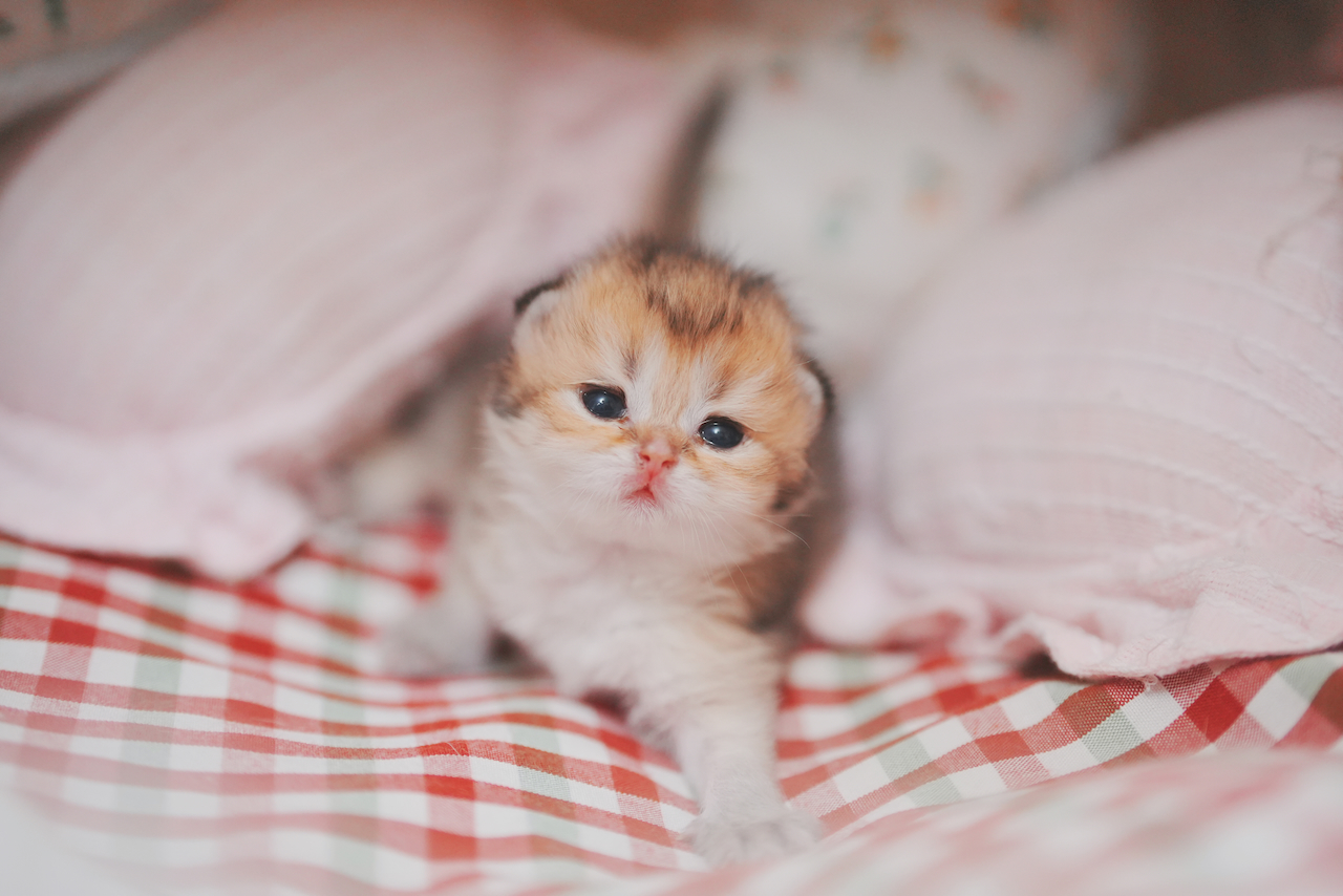 Golden Shaded British Longhair Boy From Sybil - British Shorthair for sale & British Longhair Kittens for sale
