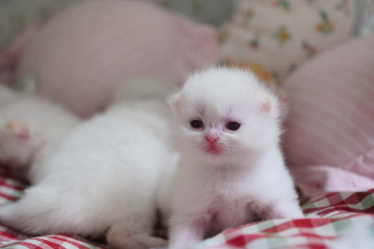 british shorthair gold