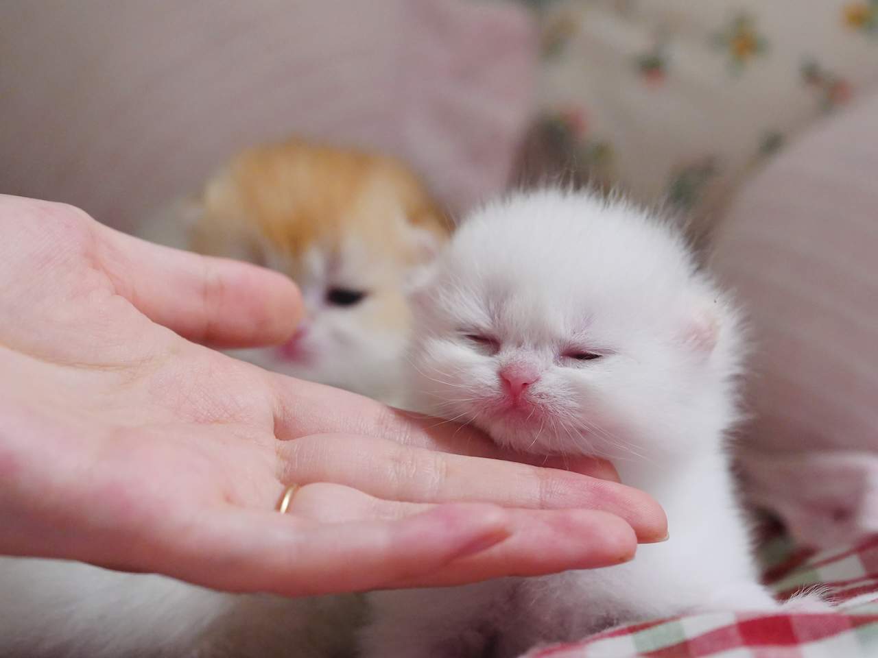 Adorable and Breed-Quality Kittens From Gwen - British Shorthair for sale & British Longhair Kittens for sale