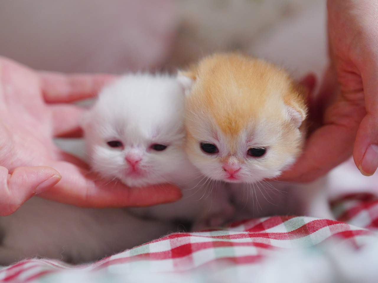 Adorable and Breed-Quality Kittens From Gwen - British Shorthair for sale & British Longhair Kittens for sale