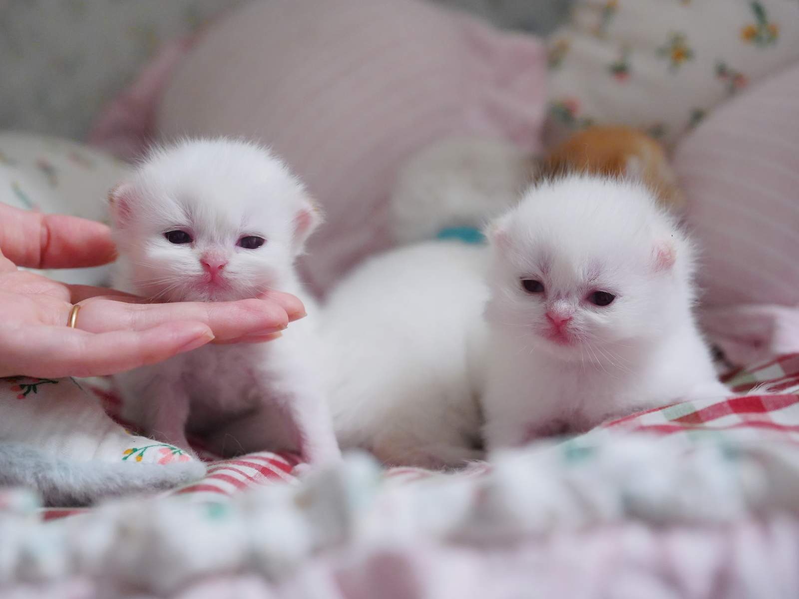 Adorable and Breed-Quality Kittens From Gwen - British Shorthair for sale & British Longhair Kittens for sale