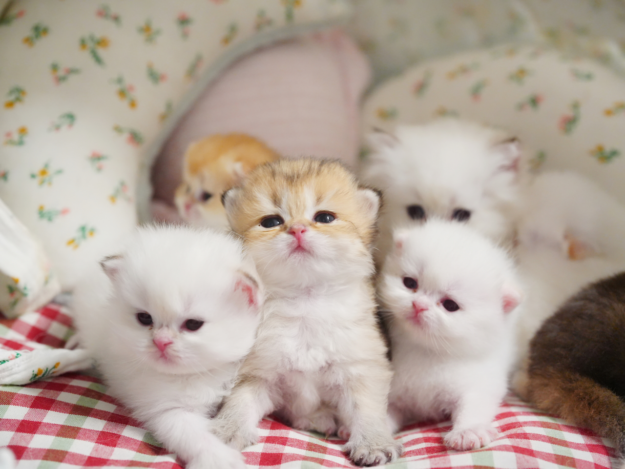 Golden Shaded British Longhair Boy From Sybil - British Shorthair for sale & British Longhair Kittens for sale