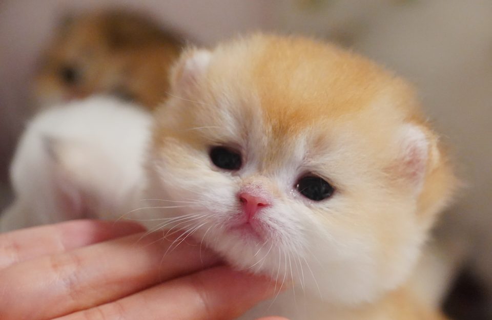 Adorable and Breed-Quality Kittens From Gwen - British Shorthair for sale & British Longhair Kittens for sale