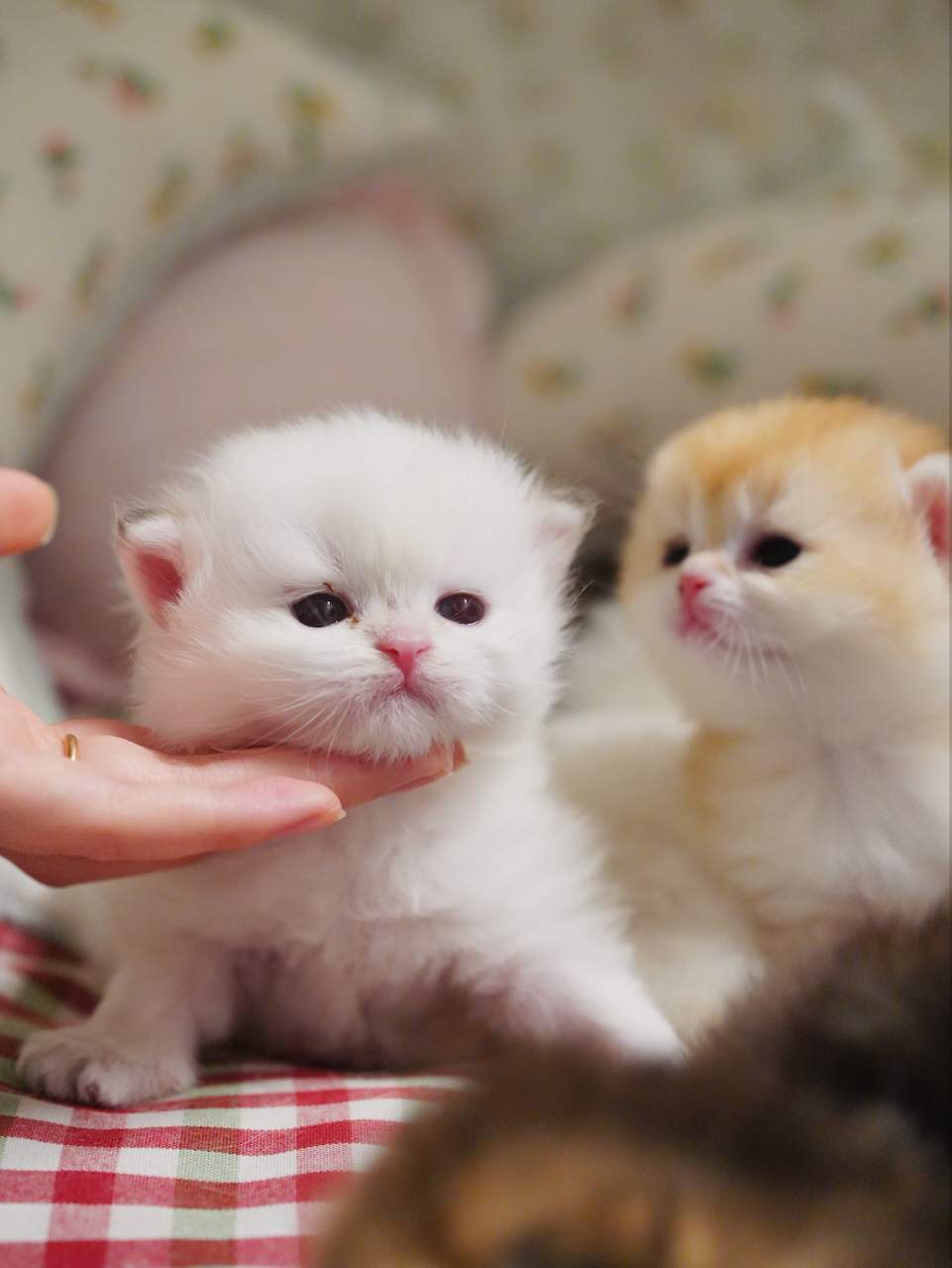Adorable and Breed-Quality Kittens From Gwen - British Shorthair for sale & British Longhair Kittens for sale