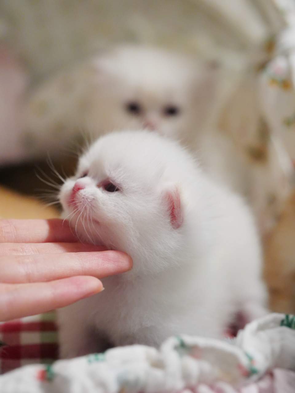 Adorable and Breed-Quality Kittens From Gwen - British Shorthair for sale & British Longhair Kittens for sale