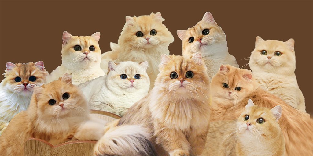 british shorthair breeders ontario