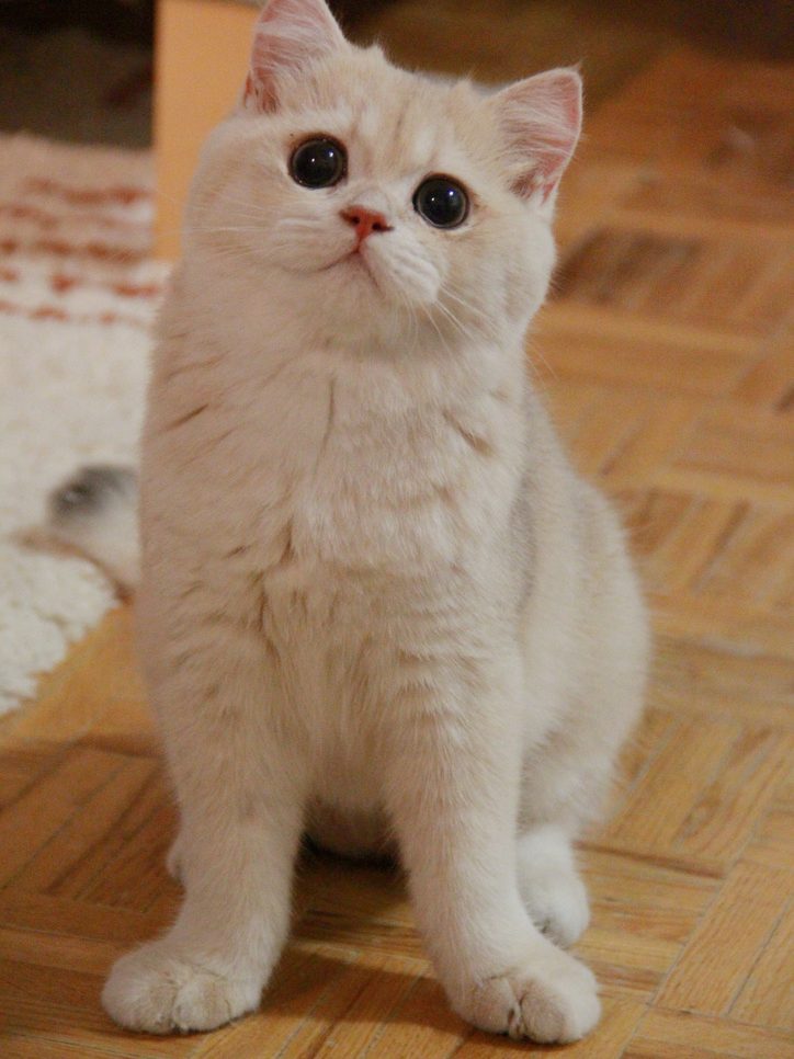 british shorthair kittens for sale
