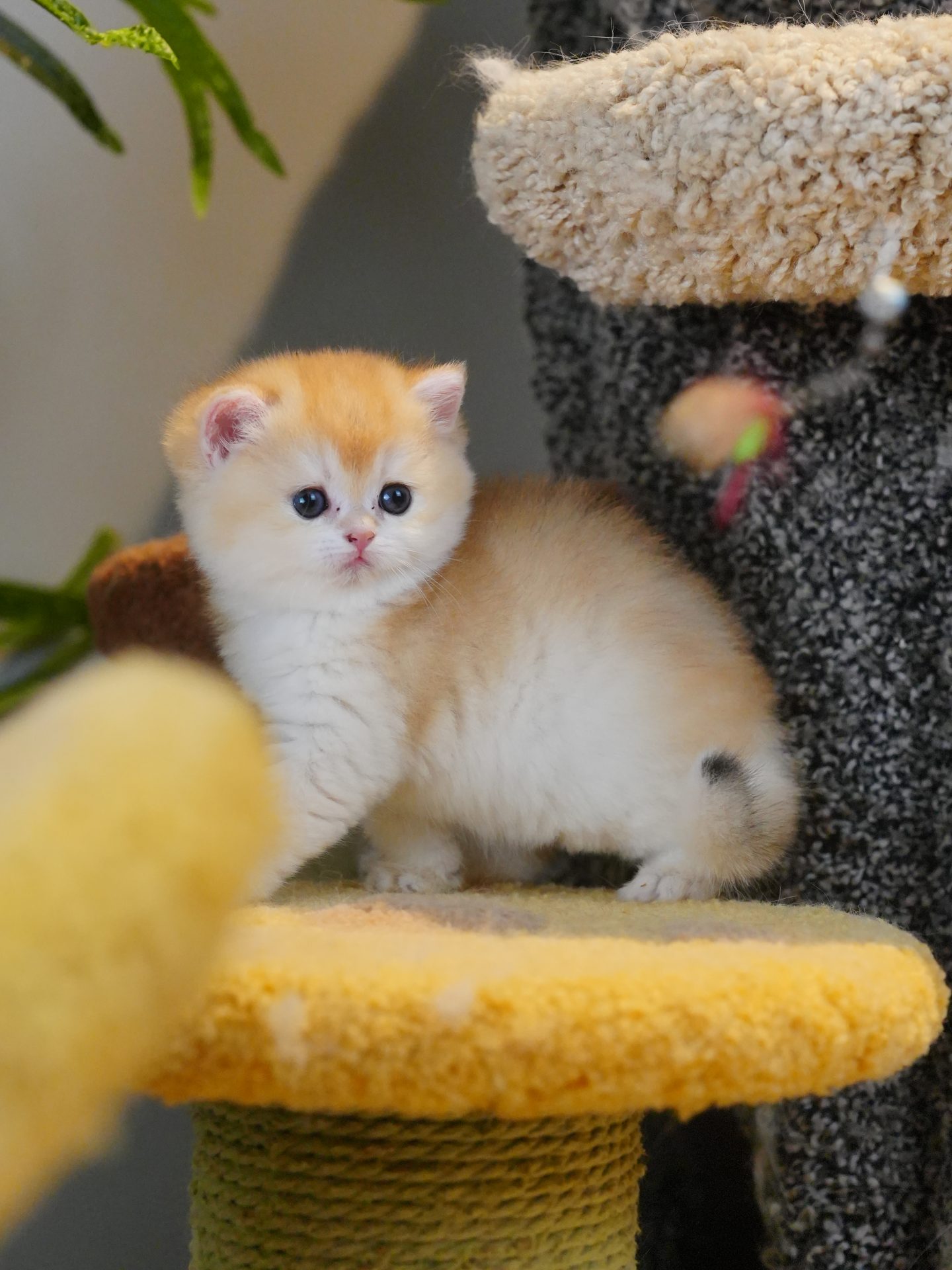 British Shorthair kitten for sale