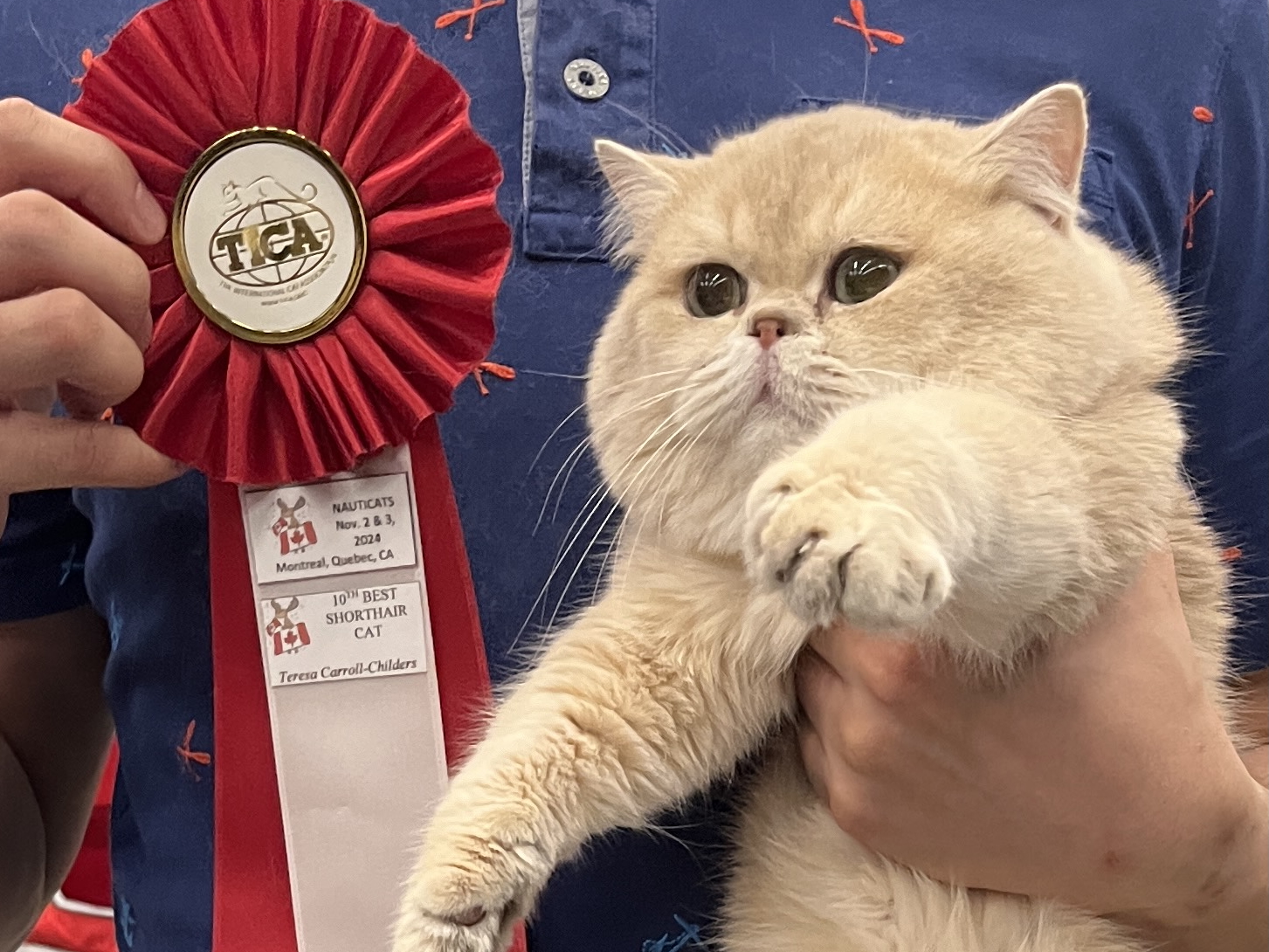 Great Performance of Our Beautiful British Shorthair in Cat Show - British Shorthair for sale & British Longhair Kittens for sale