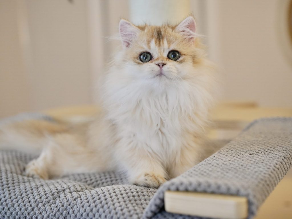 Golden Shaded British Longhair - Beru - British Shorthair for sale & British Longhair Kittens for sale