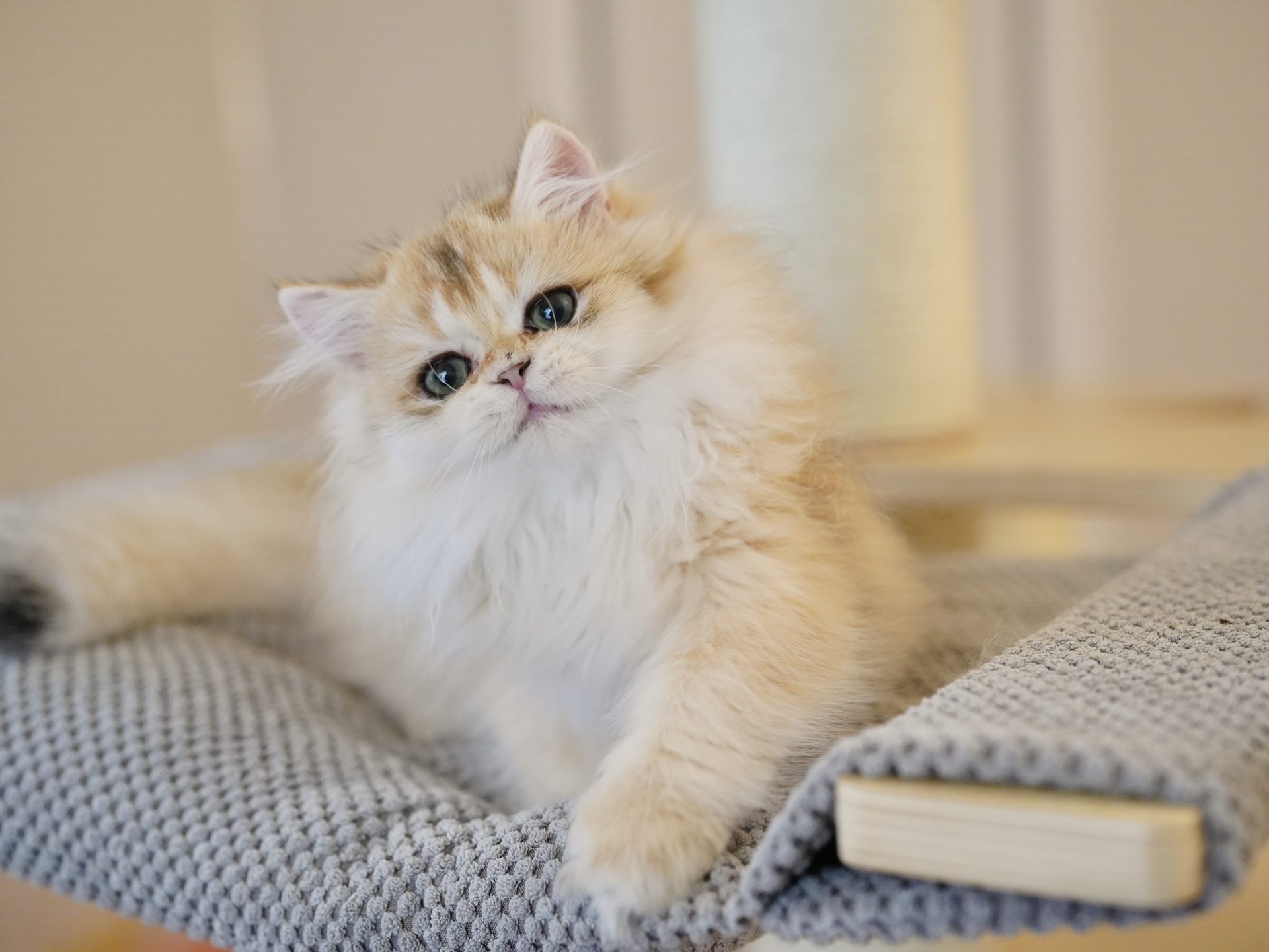 long hair tabby kitten