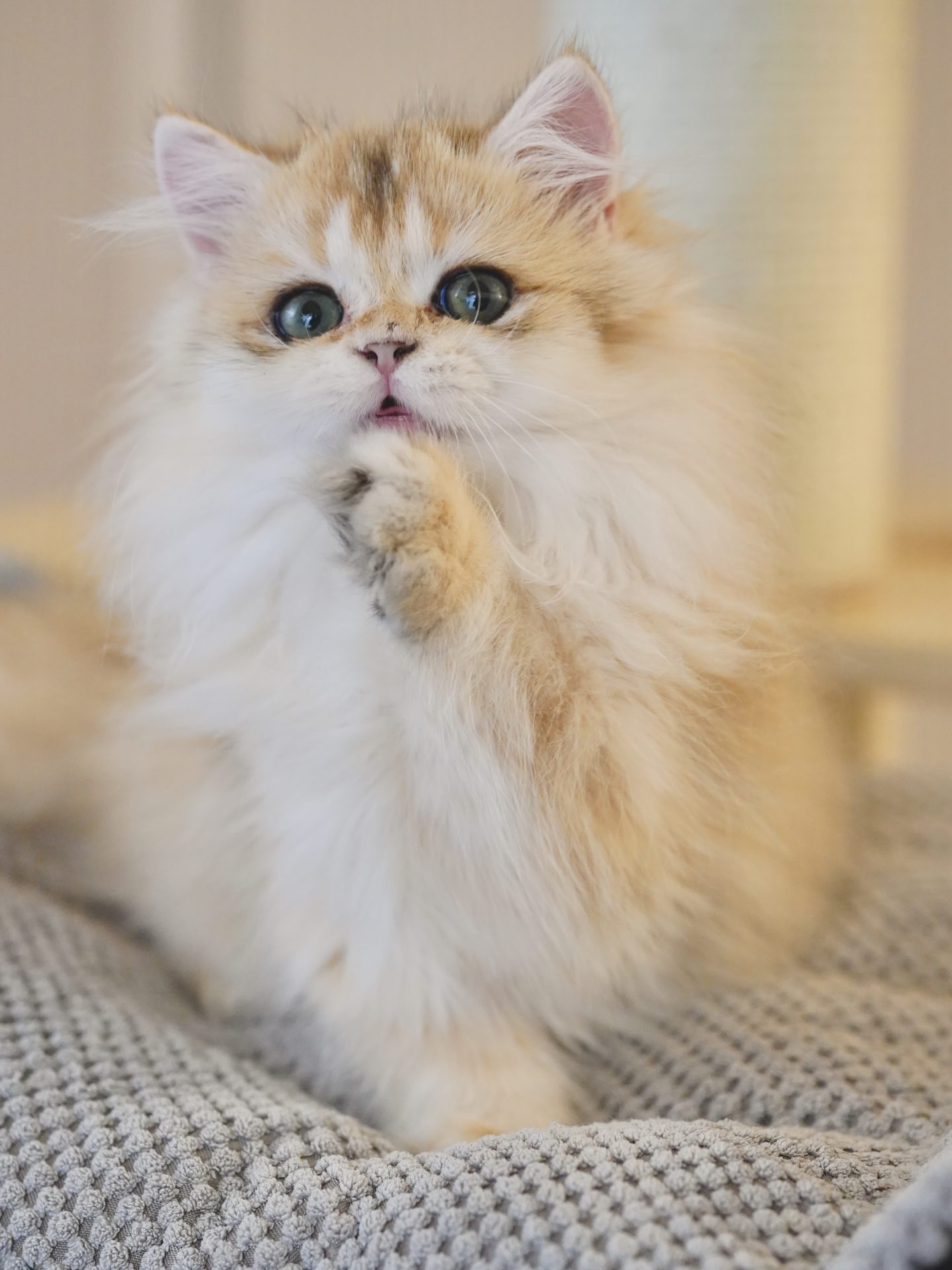 long hair tabby kitten