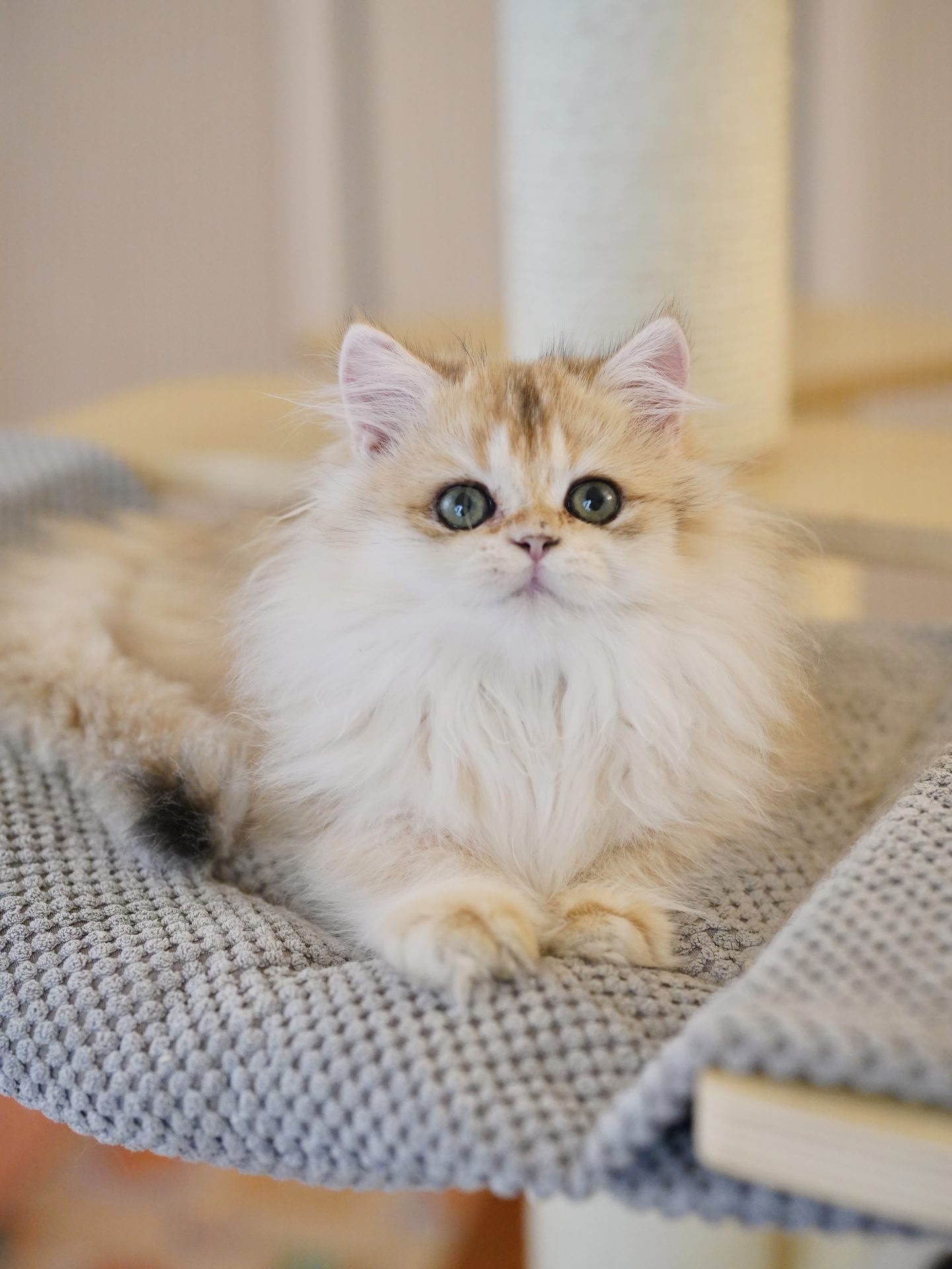 long hair tabby kitten