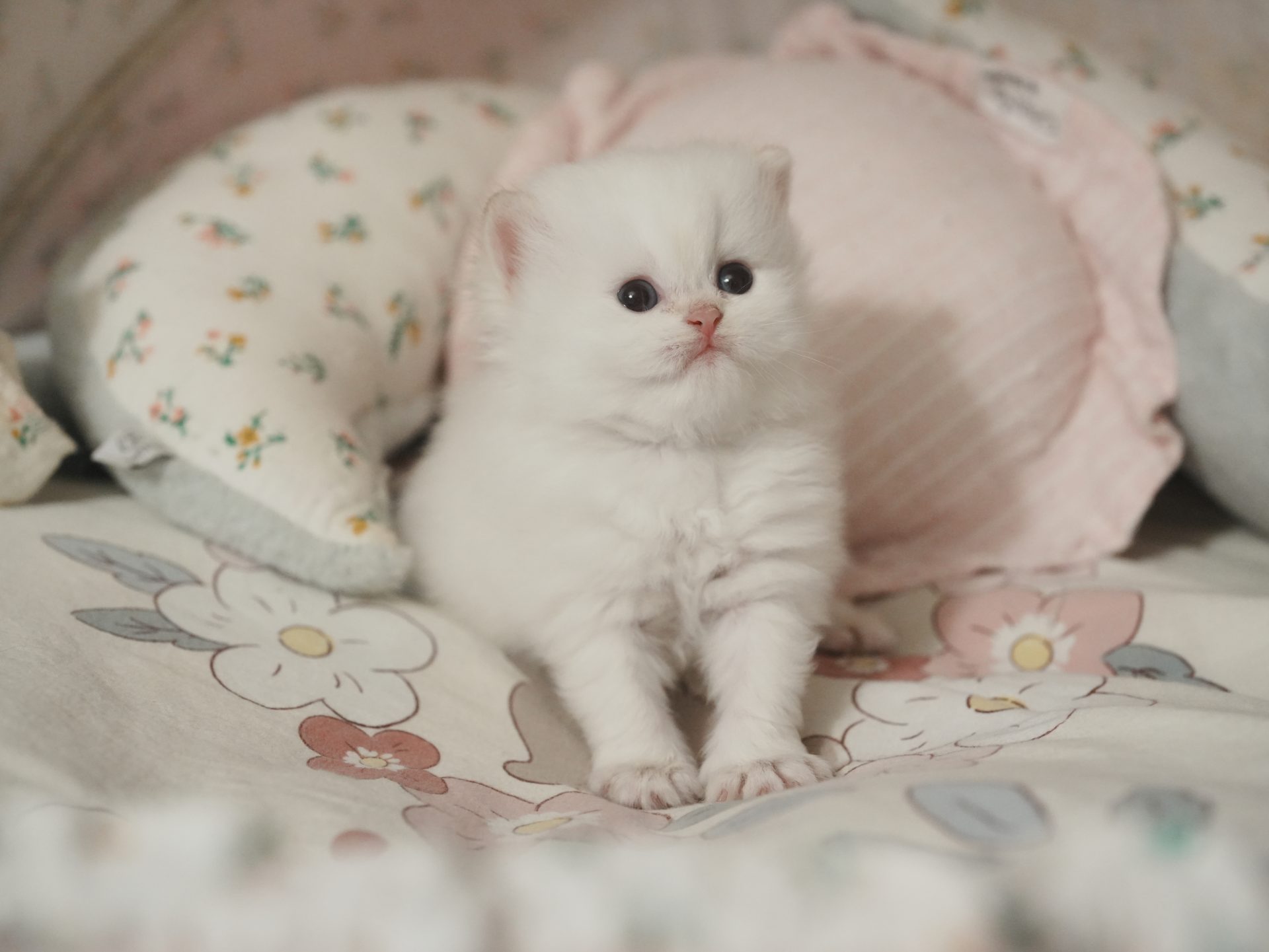 kitten for sale