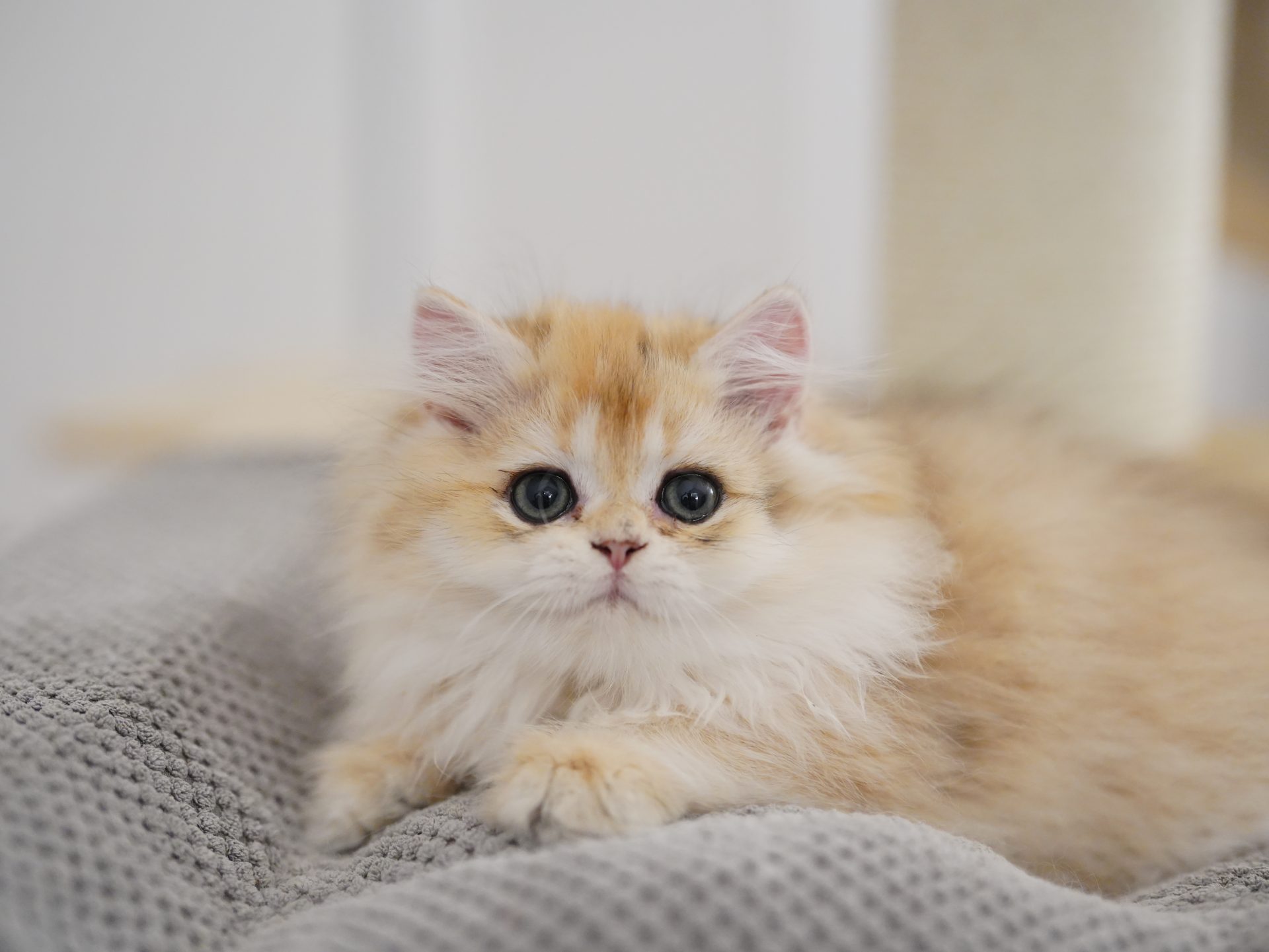 ny 12 british shorthair
