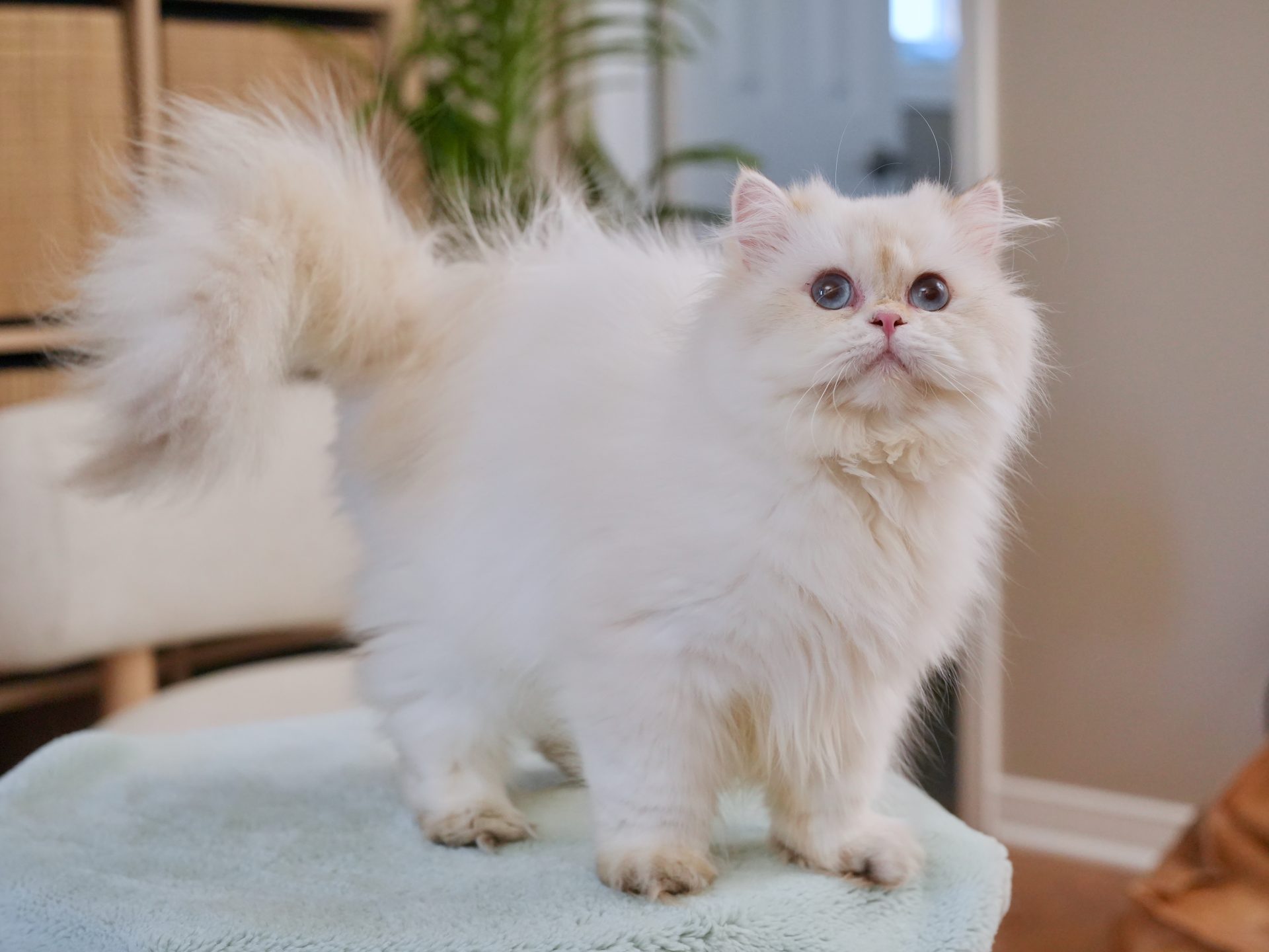 the golden british longhair, owen, has a strong body size with sweet face