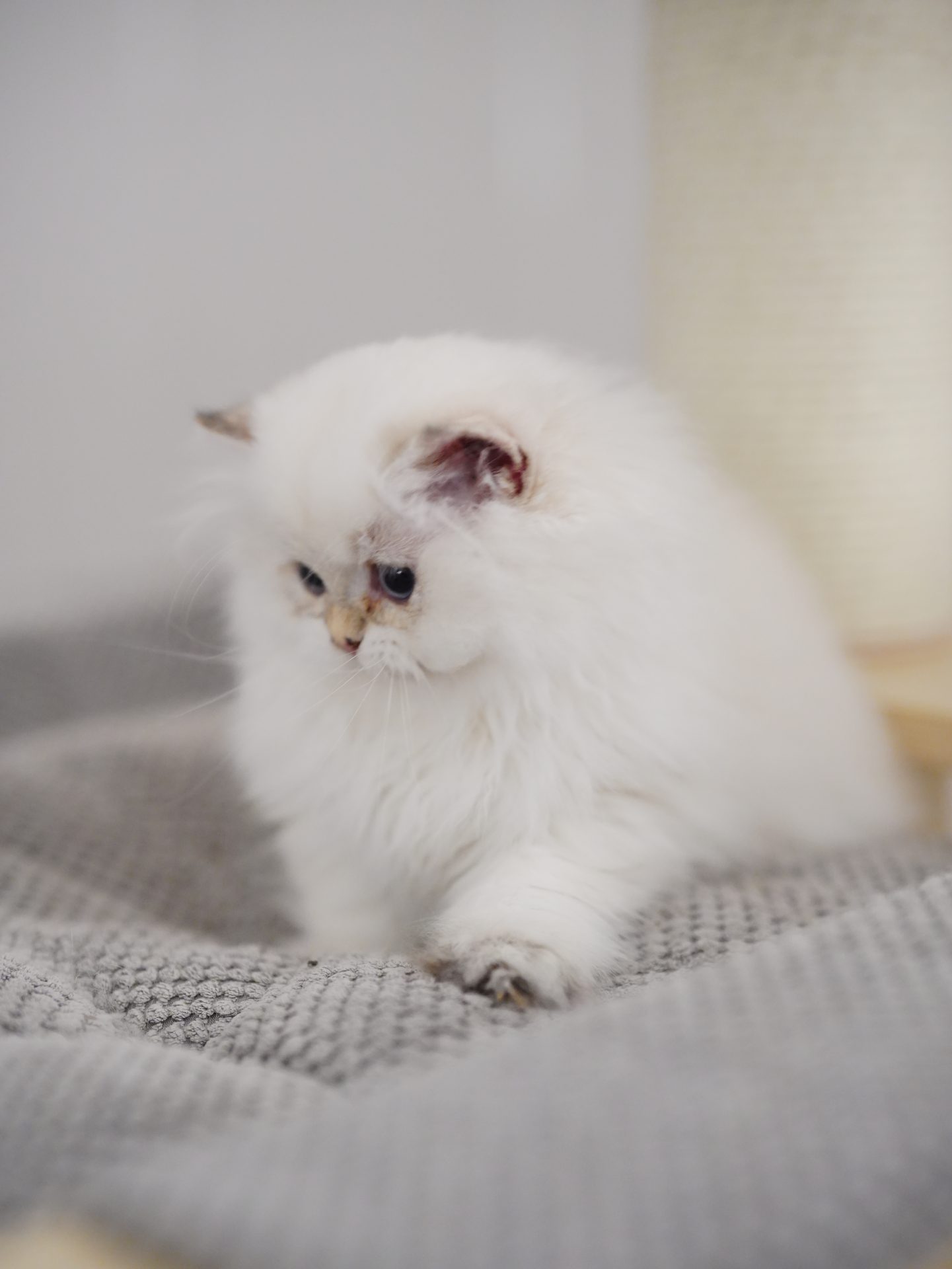 british long haired cats