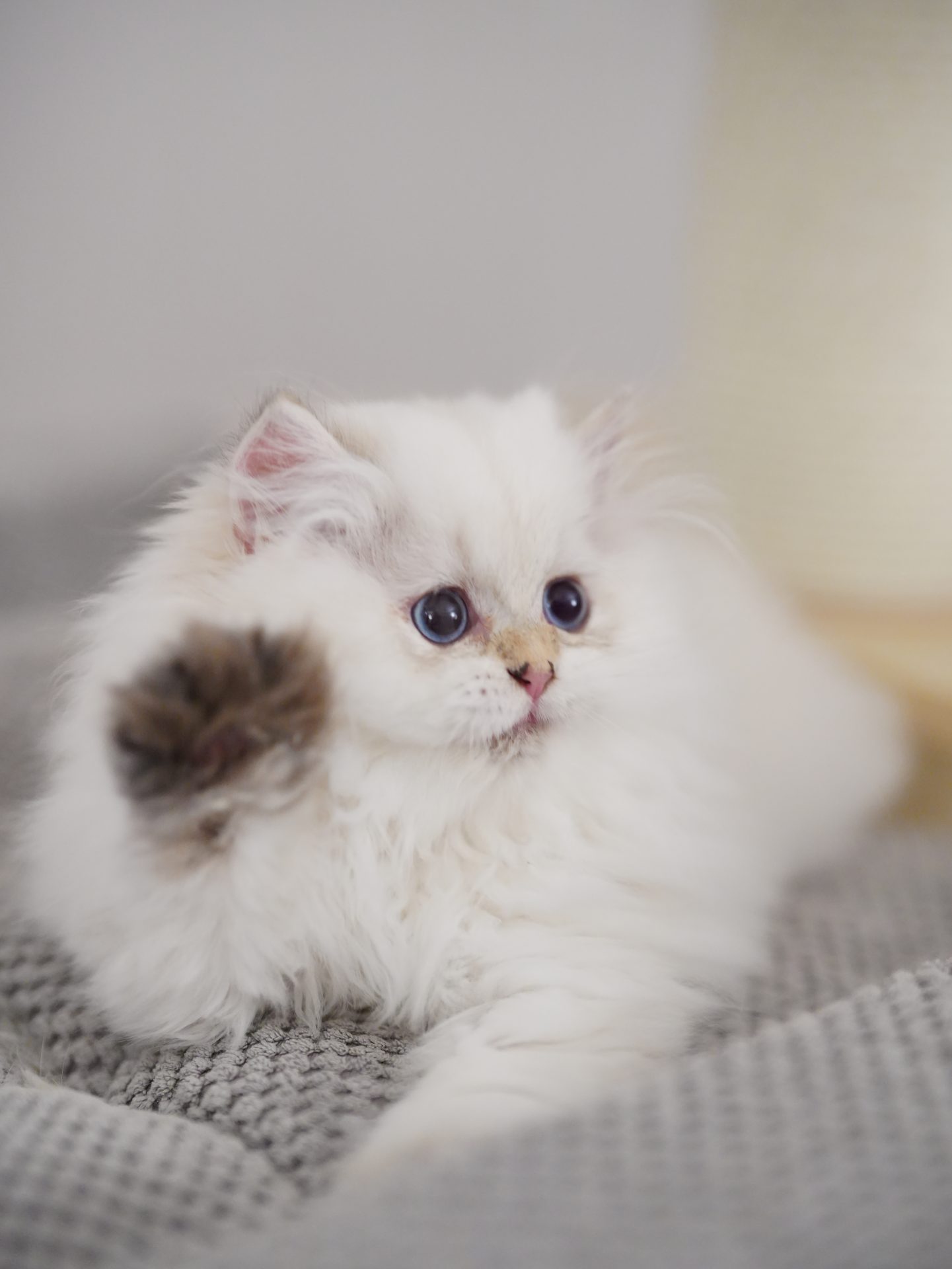 british longhair cat for sale