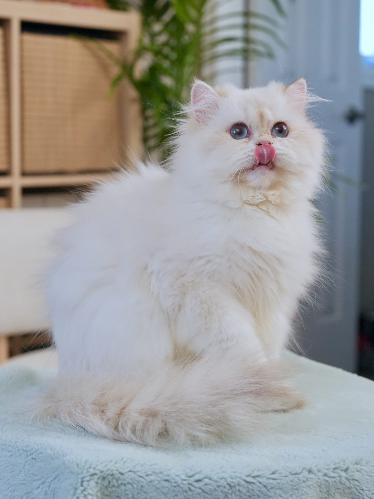 the golden point shaded british longhair cat, owen, is licking his mouth after dinner