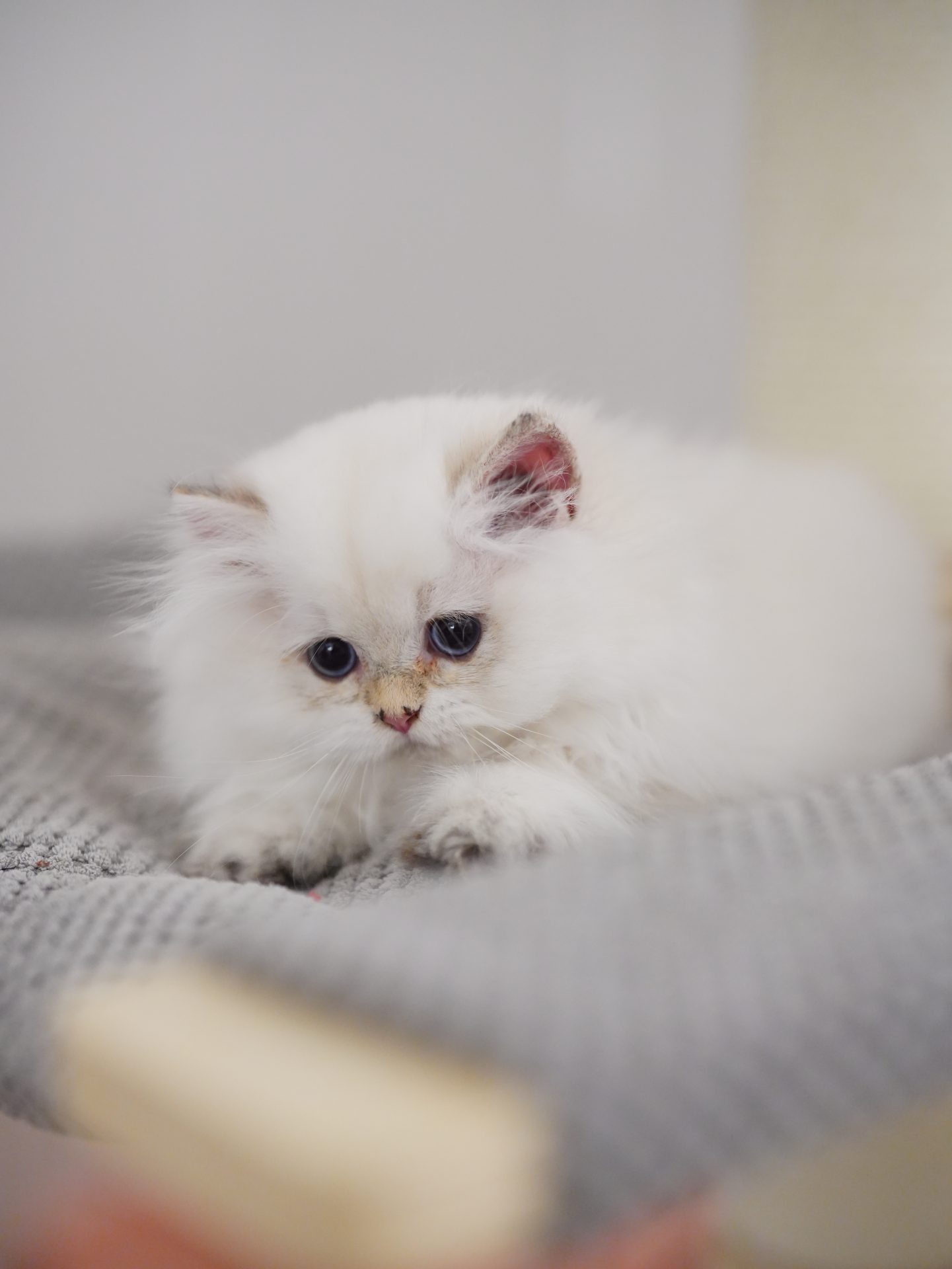 british long haired cats