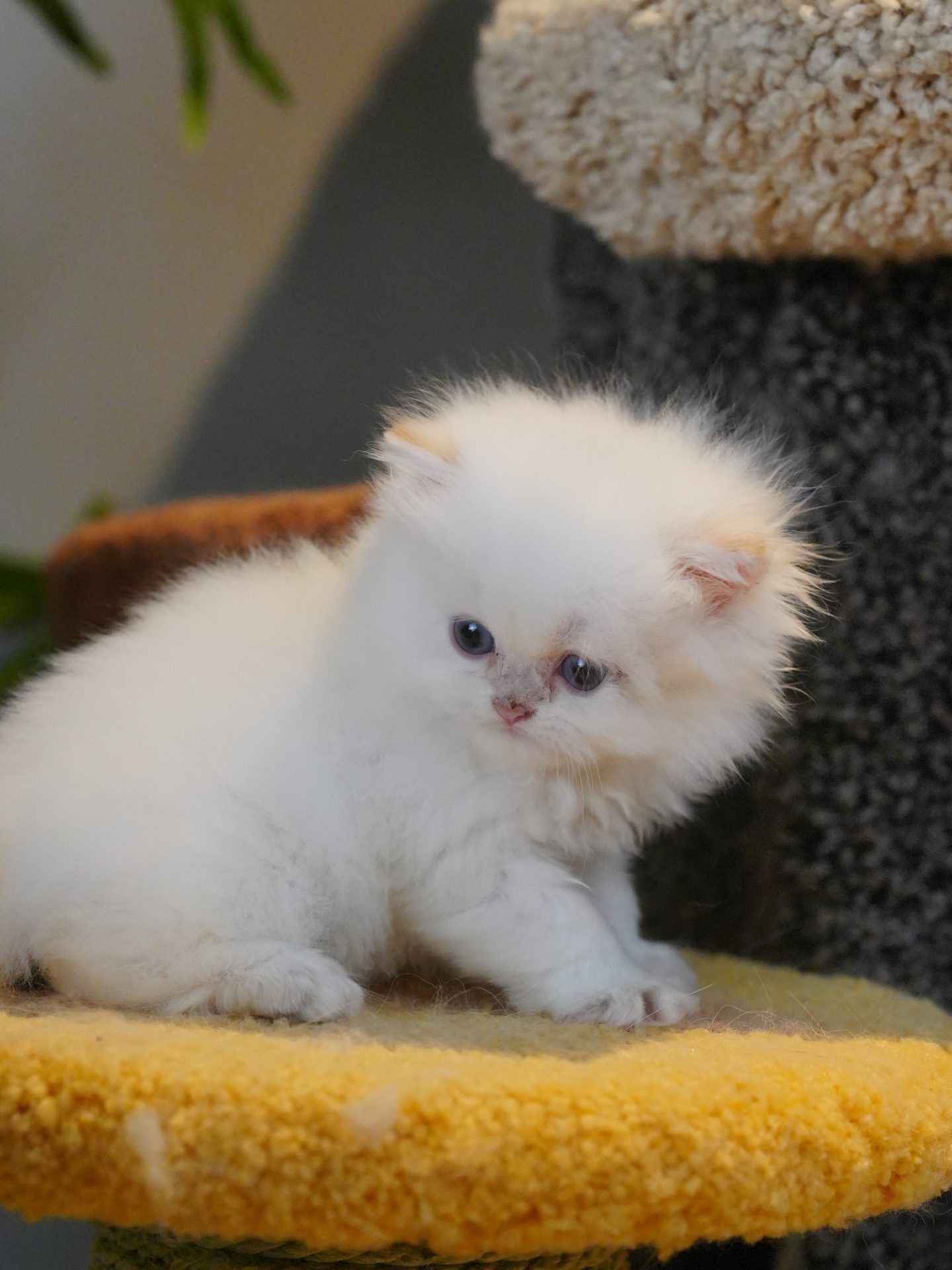 british longhair kittens for sale