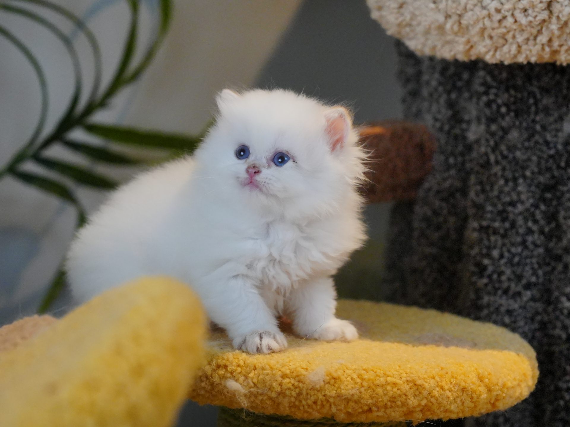 kitten for sale
