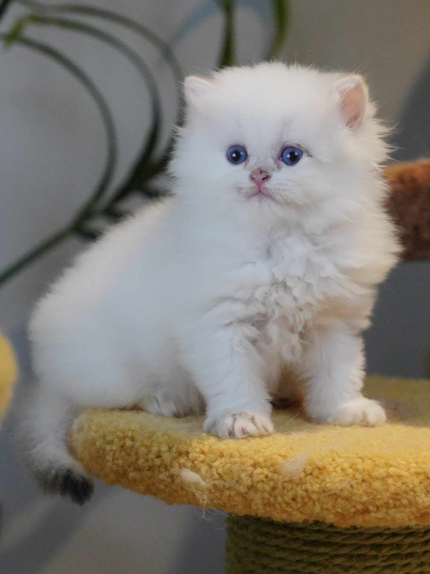 british longhair kittens for sale