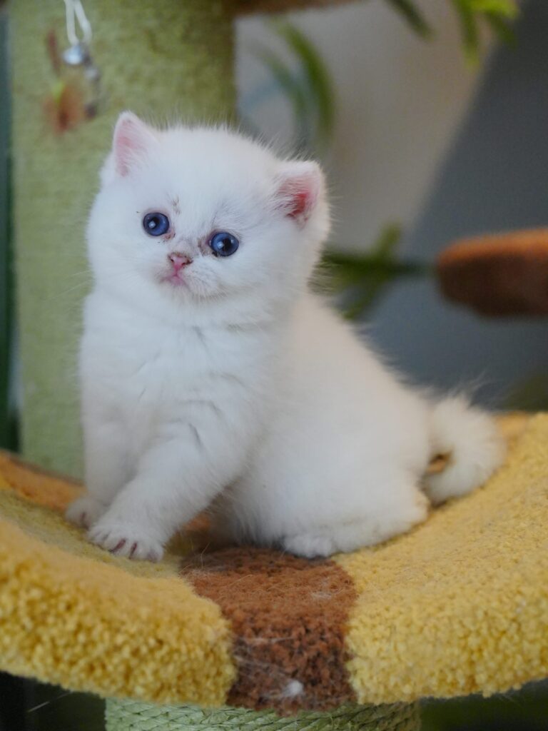 british shorthair kittens for sale