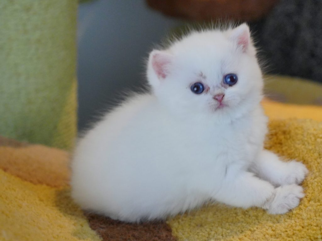 Golden Point Shaded British Shorthair - Luke - British Shorthair for sale & British Longhair Kittens for sale