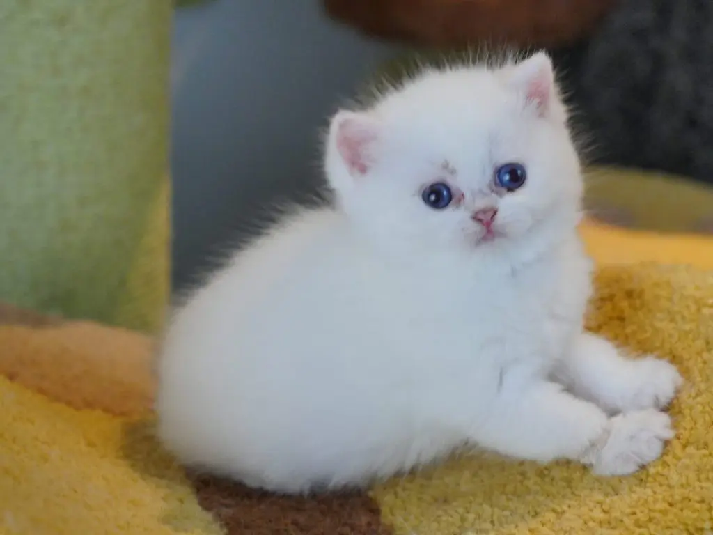 Golden Point Shaded British Shorthair - Luke - British Shorthair for sale & British Longhair Kittens for sale
