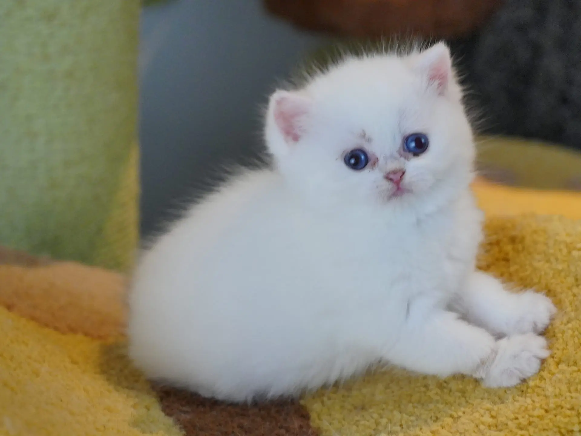 british shorthair gold