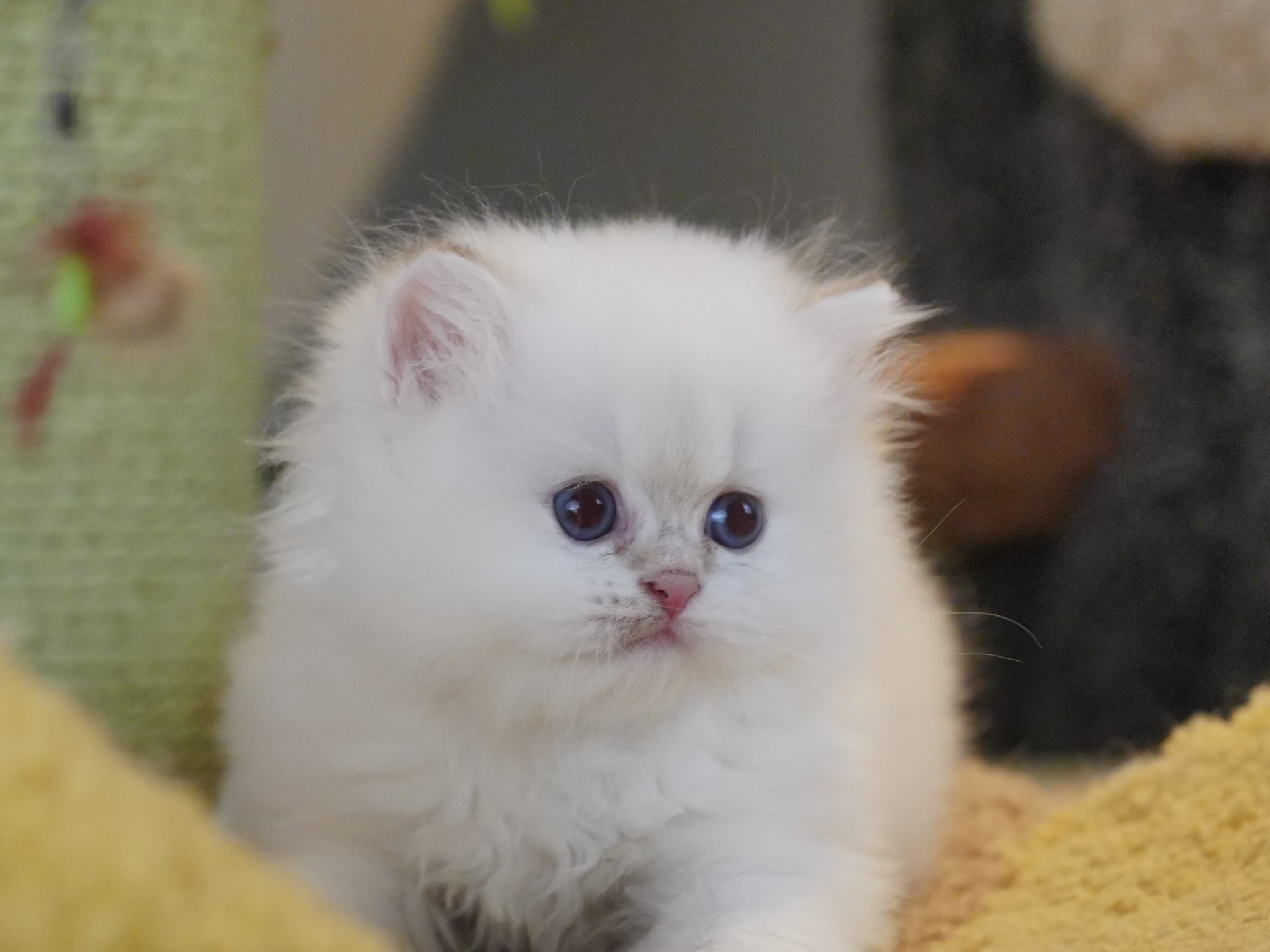 british longhair kittens