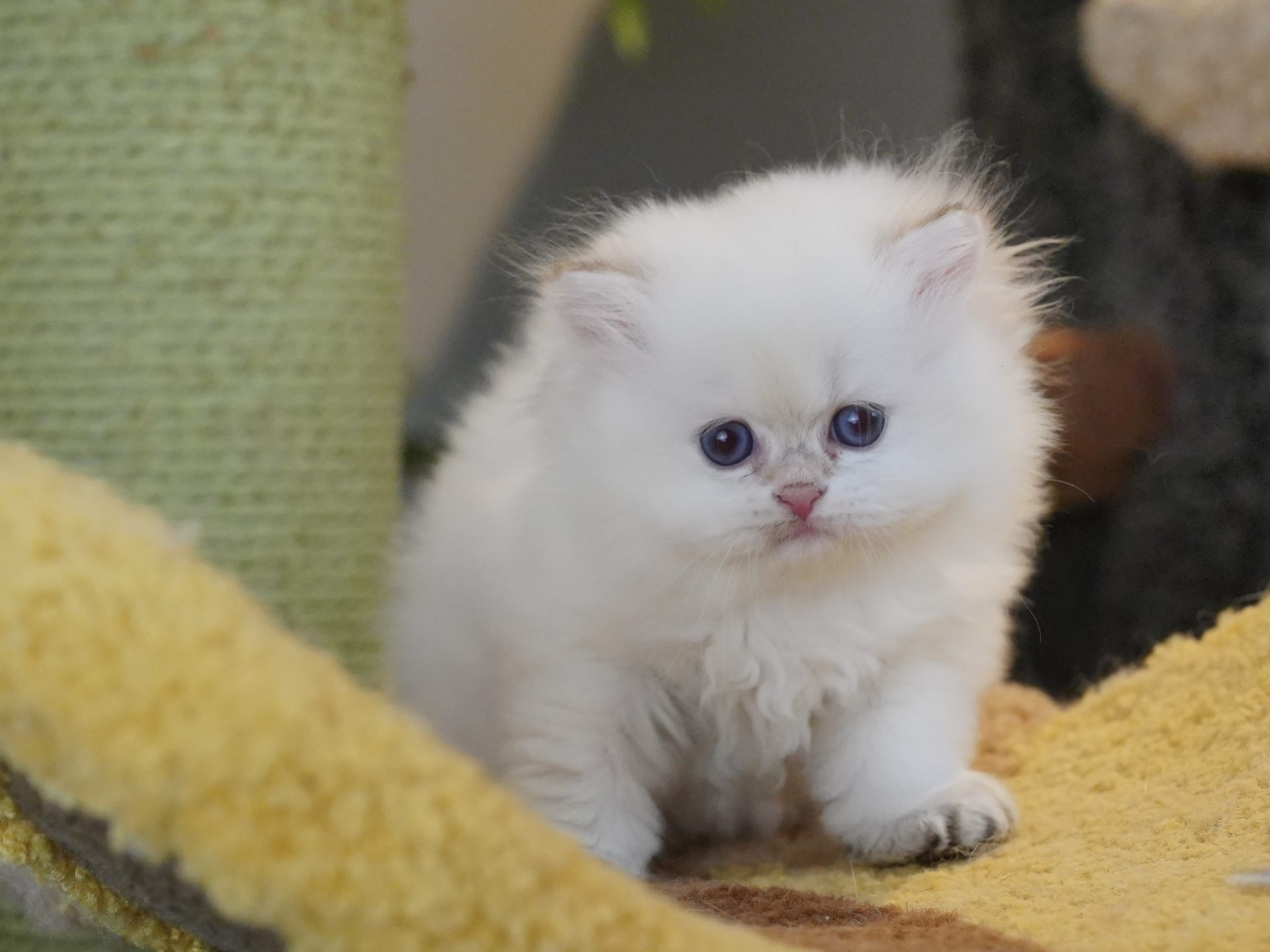 british longhair kittens