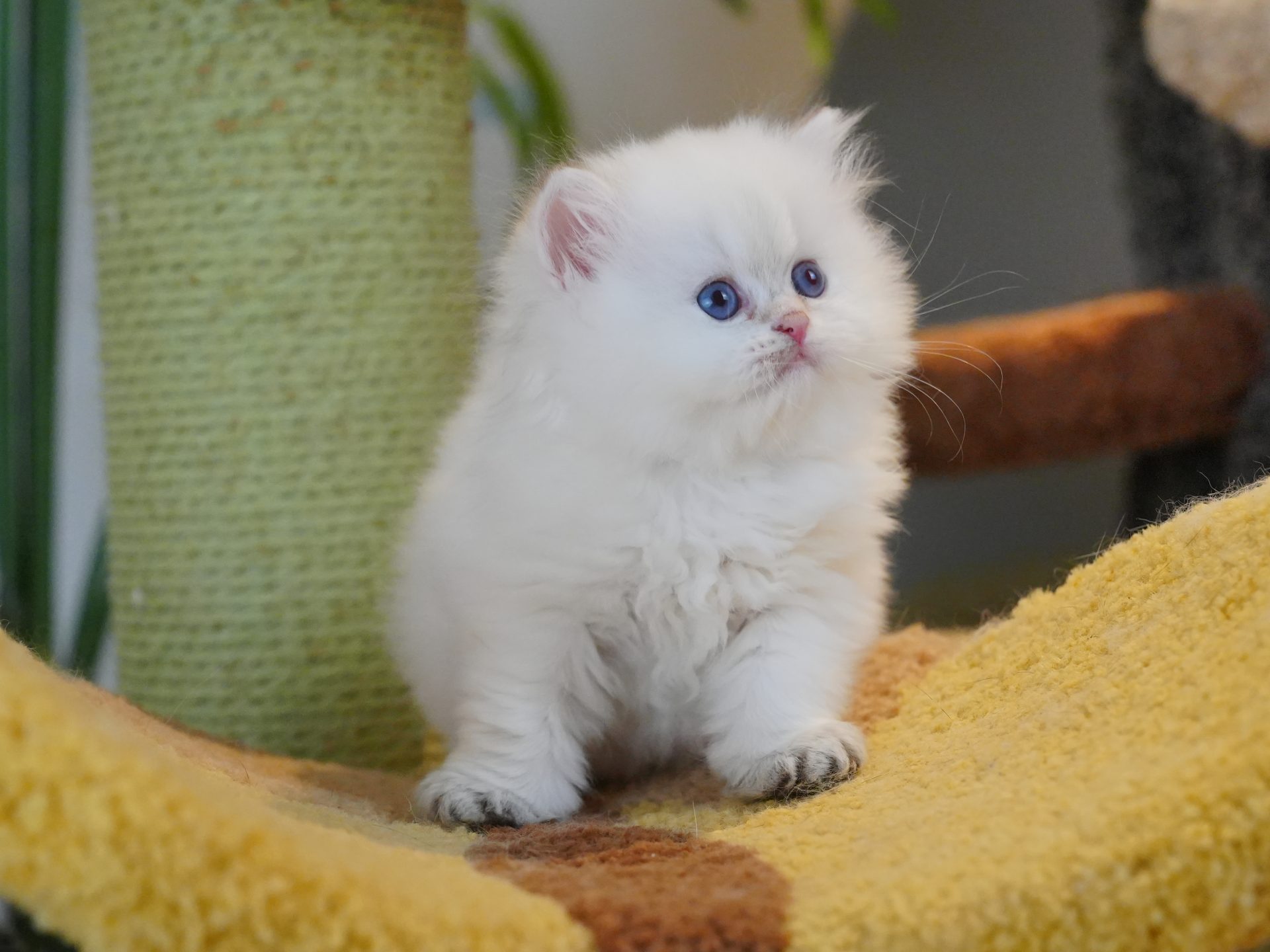 this is the baby version of owen as british longhair kitten