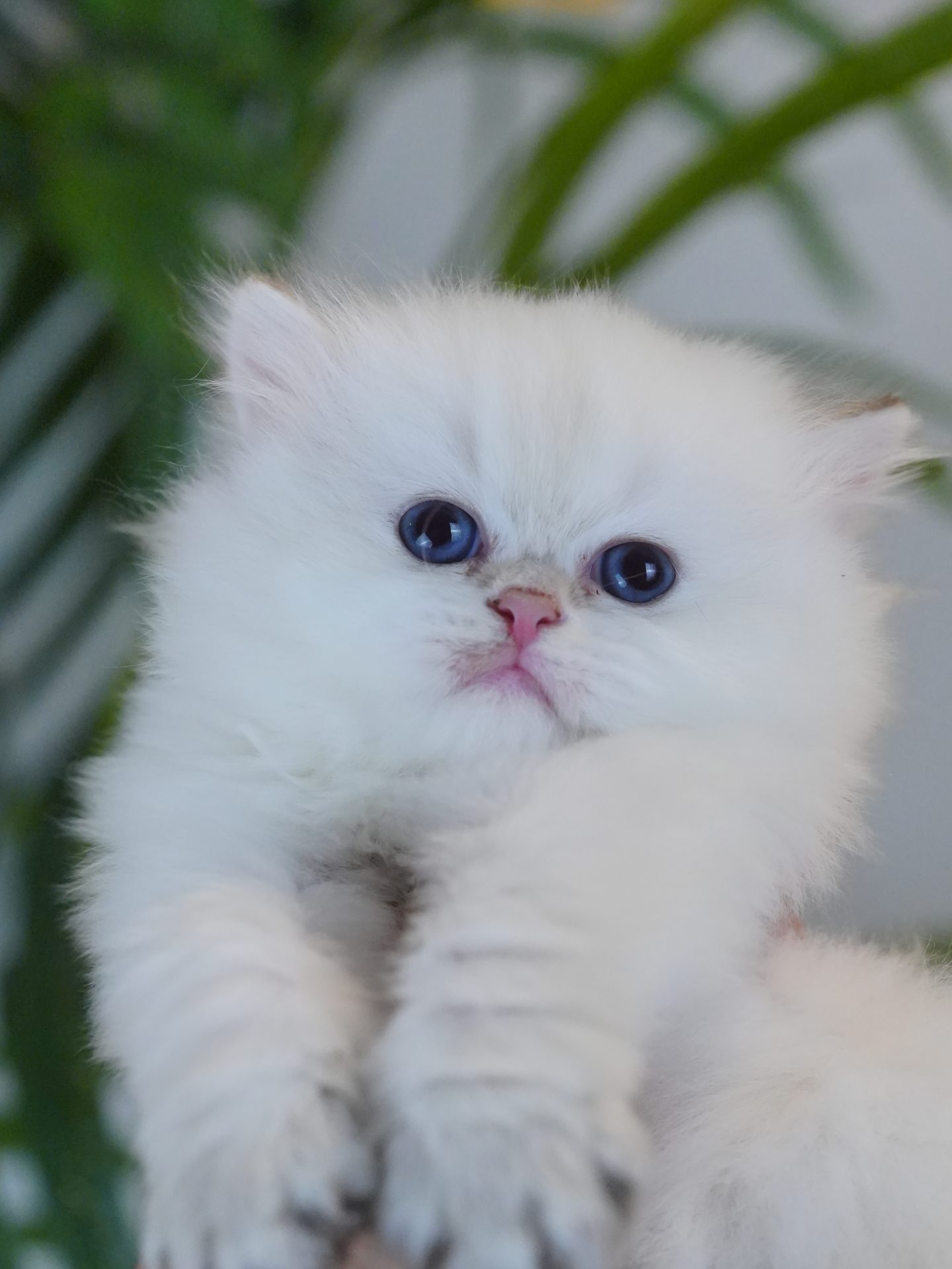 british longhair kitten