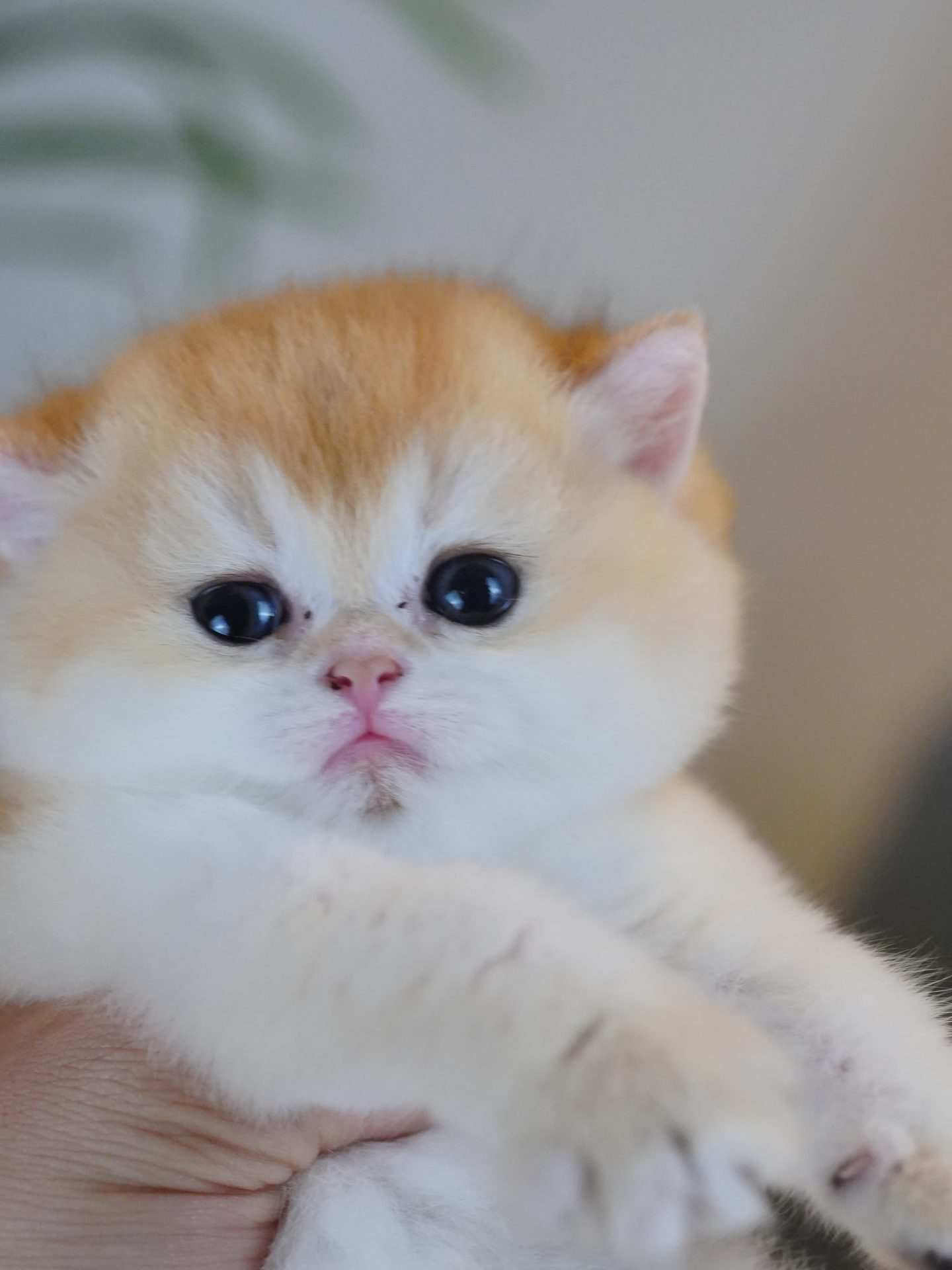 british shorthair kittens for sale