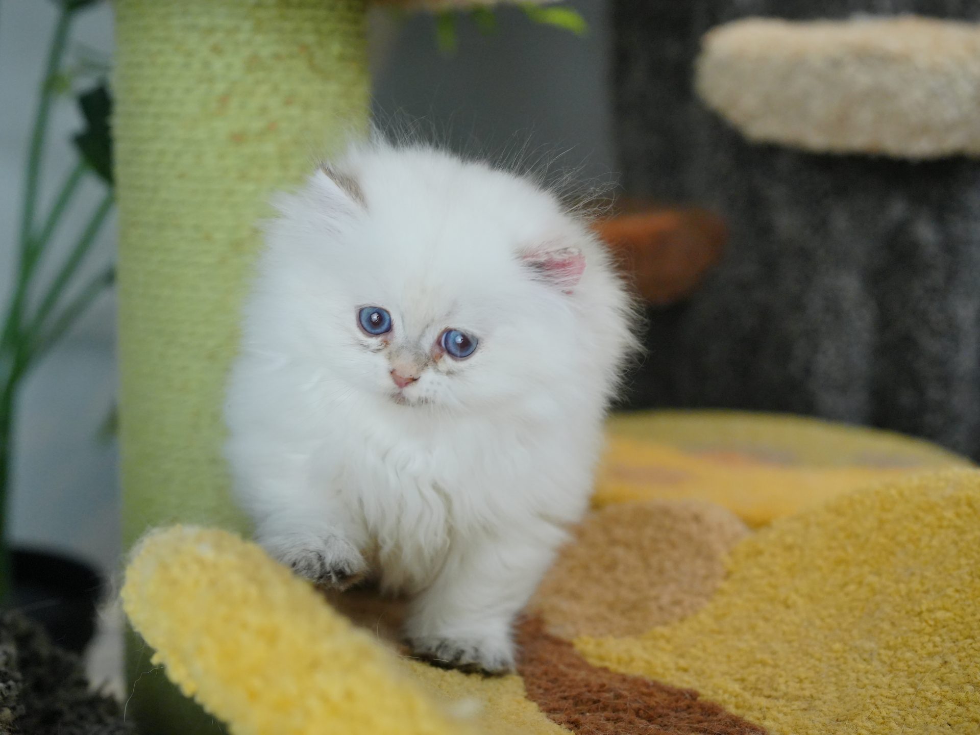 british longhair cat for sale