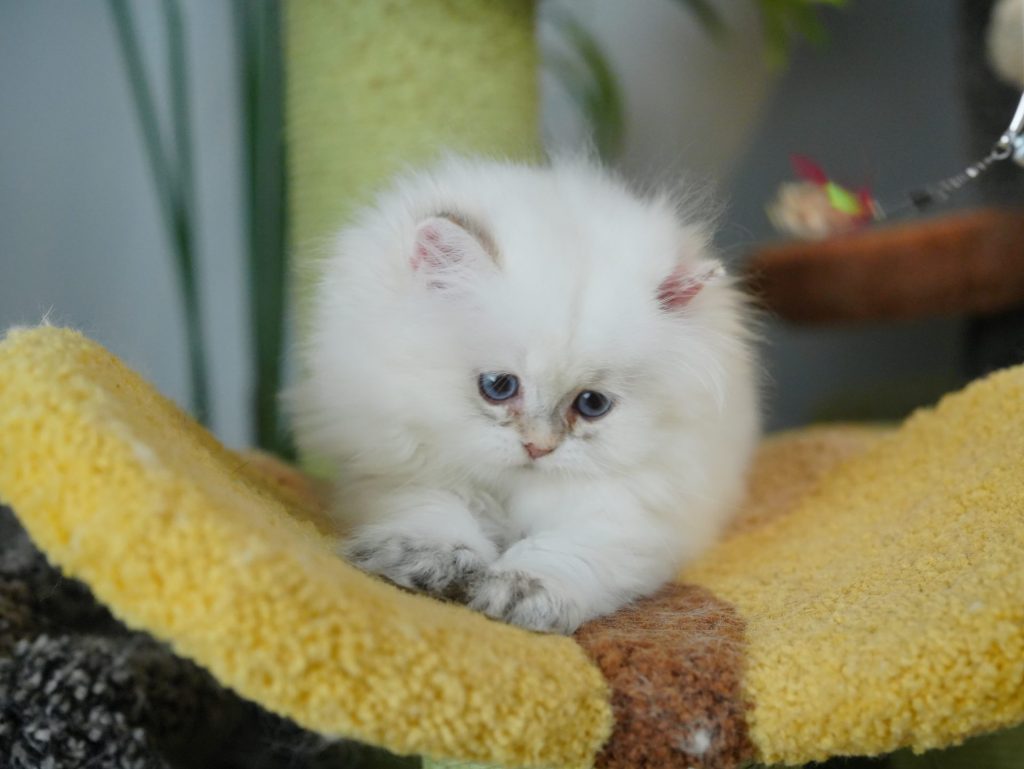 Golden Point Shaded British Longhair - Ben - British Shorthair for sale & British Longhair Kittens for sale