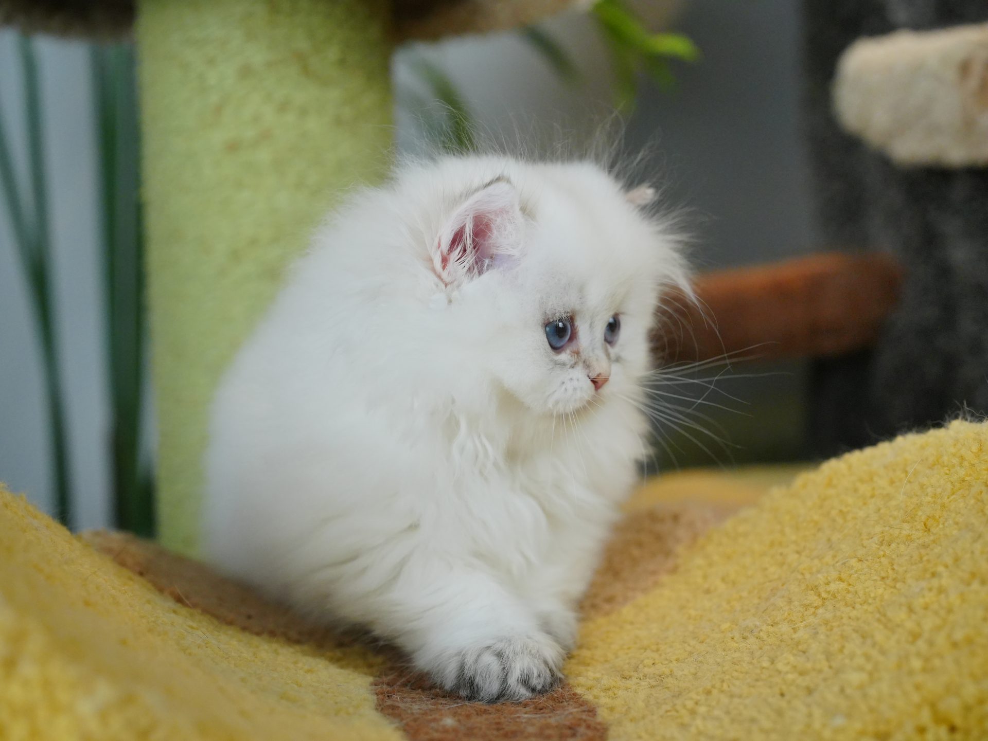 british long haired cats