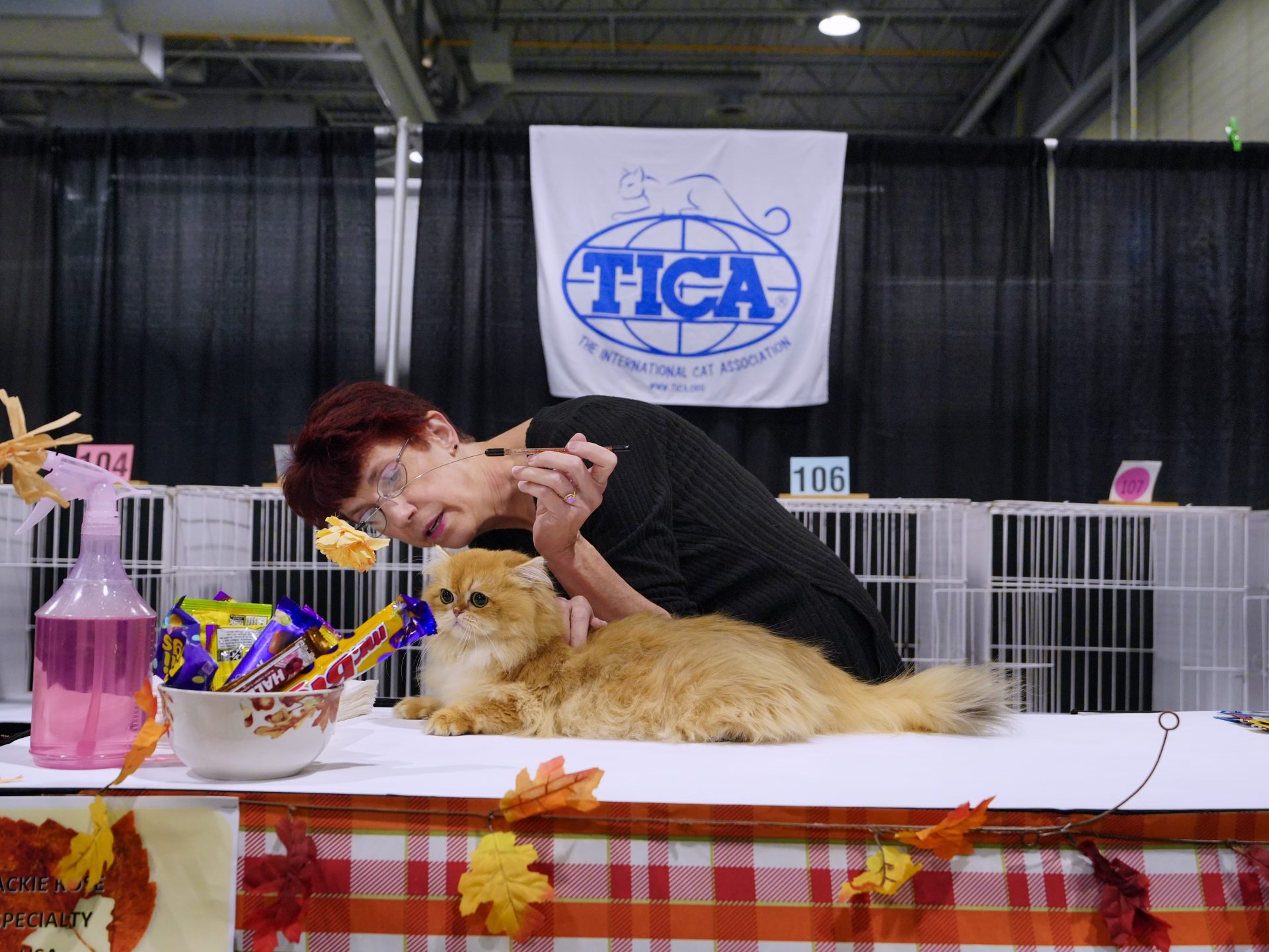 Great Performance of Our Beautiful British Shorthair in Cat Show - British Shorthair for sale & British Longhair Kittens for sale