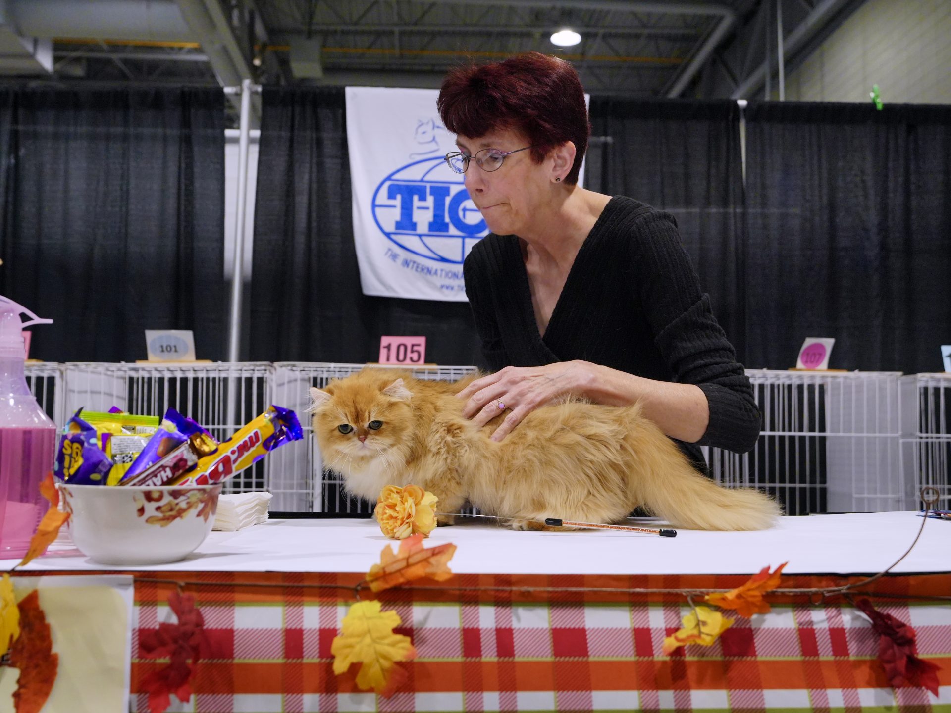 British Longhair Cat
